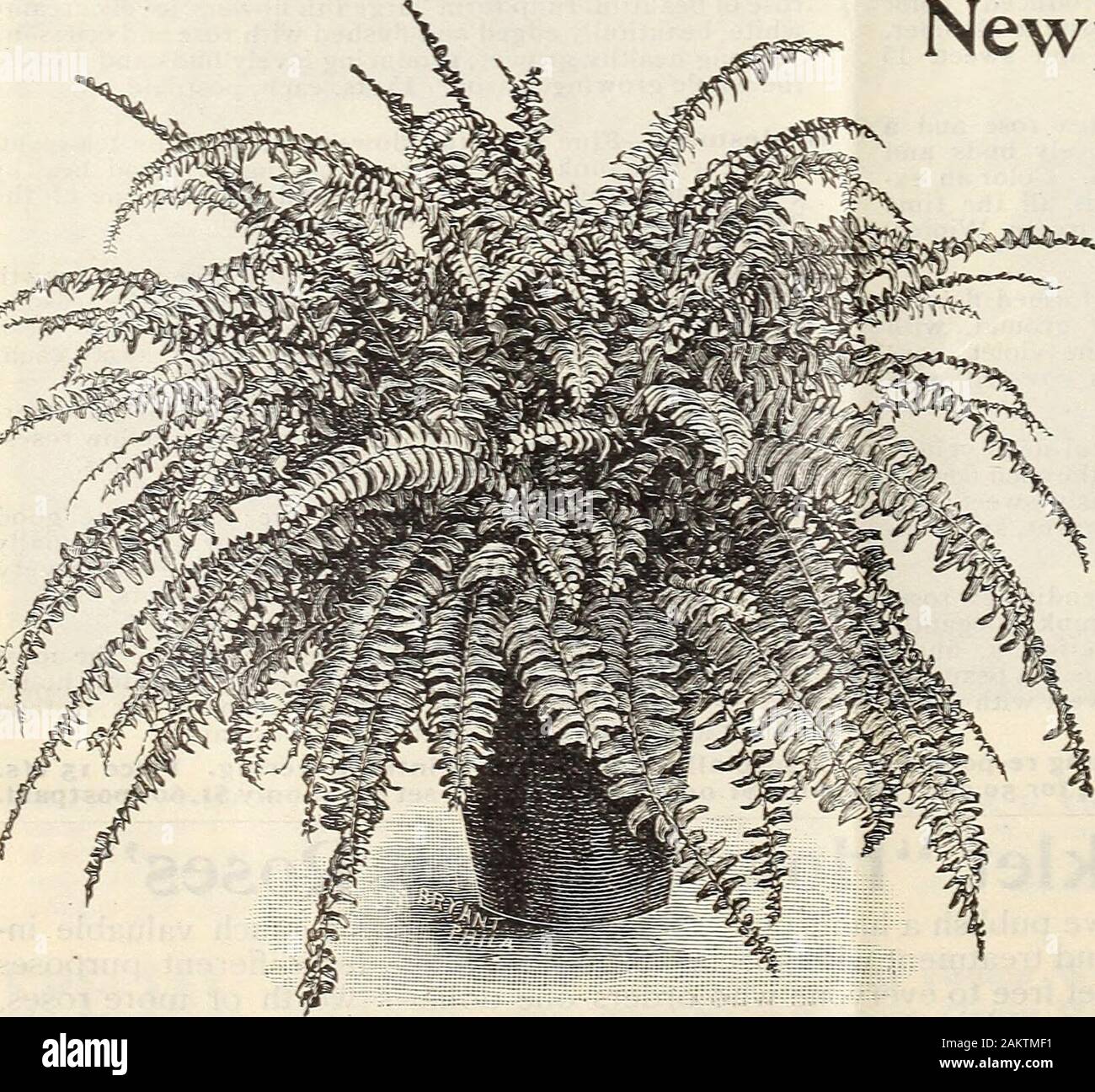 Nouveau guide floral : automne 1906 . bestfertilizer est le fumier aérations latérales, mais lorsque cela ne peut pas être eu, nous pouvons vous envoyer de la nourriture végétale ourImproved (.un engrais très concentré spécialement prepaied,pour les plantes et fleurs). Par mail ou ex-presse, à tout moment désiré. Voir la circulaire en tliis livre. Traitement après la floraison lorsque les ampoules sont pot-doneblooming ils peut être situé loin de tout endroit sec et andleft quelques semaines pour arriver à maturité, après quoi elles peuvent être shakenout du sol et stockés à l'écart jusqu'à ce moment pour planter encore une fois dans l'automne. Ils ne peuvent pas faire que des fleurs la secondseason que le premier, mais sera habituellement d Banque D'Images