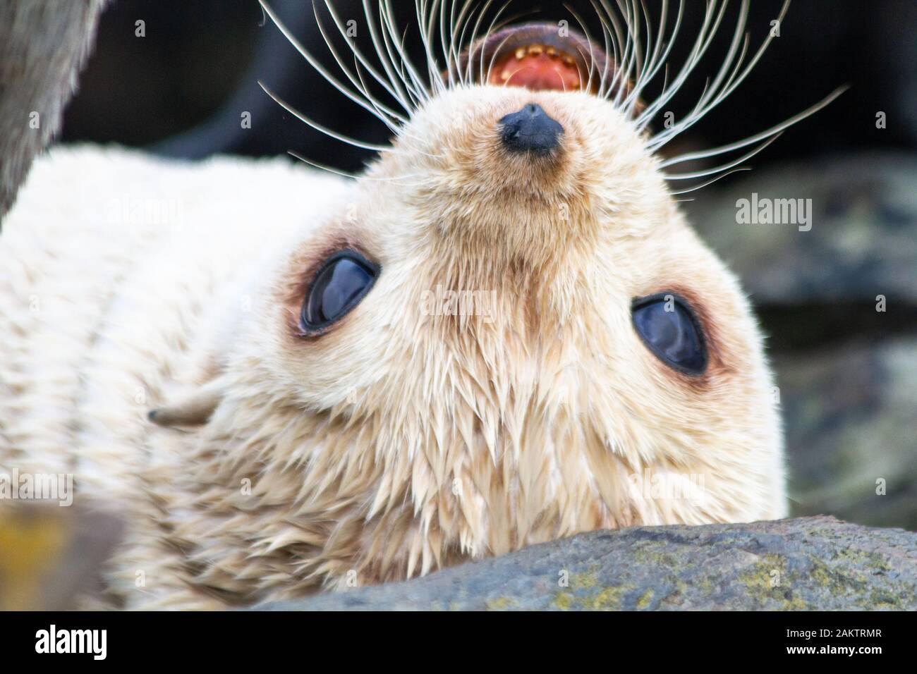Bebe Phoque A Fourrure Blonde La Georgie Du Sud L Antarctique Photo Stock Alamy
