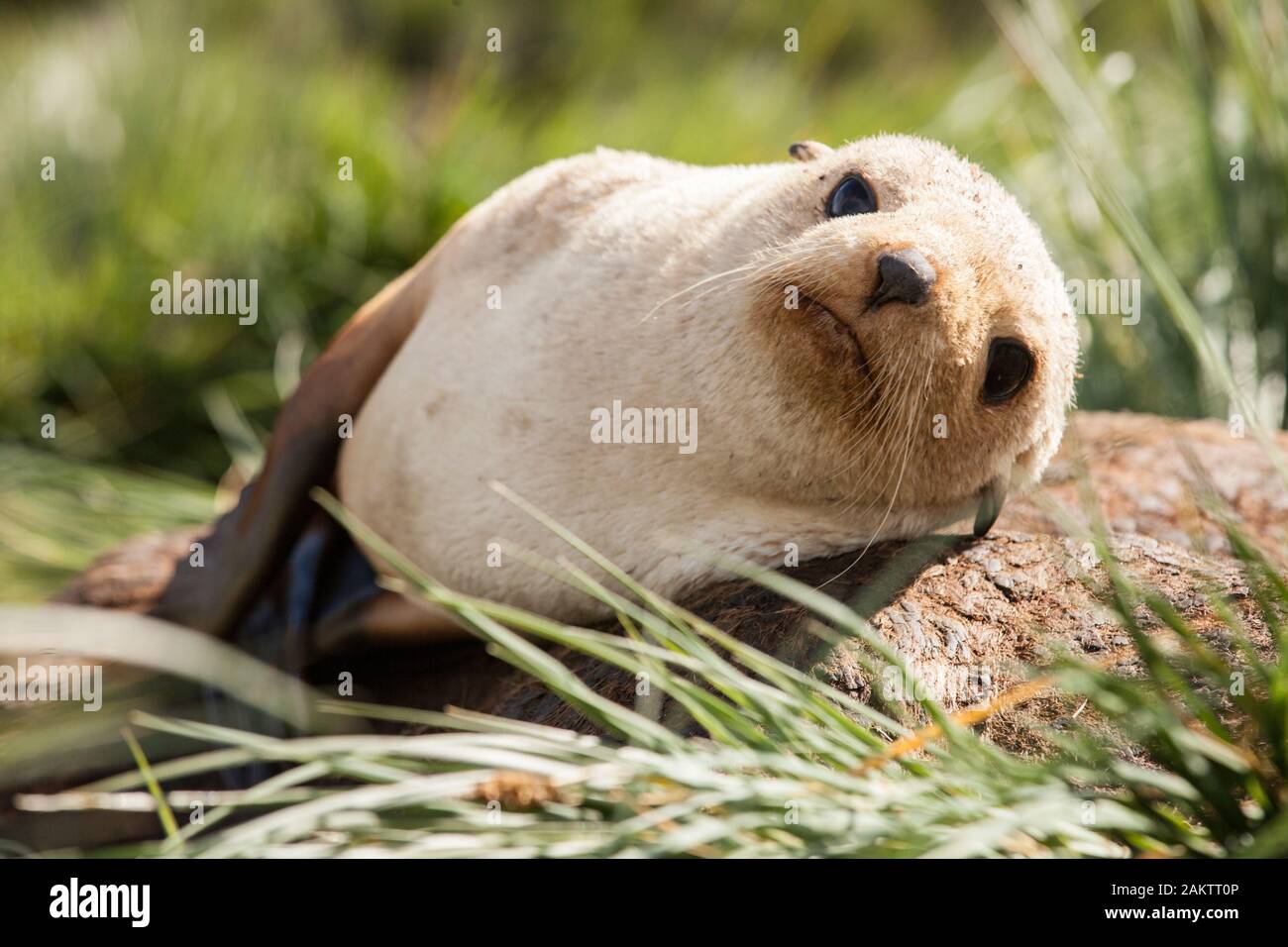Bebe Phoque A Fourrure Blonde La Georgie Du Sud L Antarctique Photo Stock Alamy