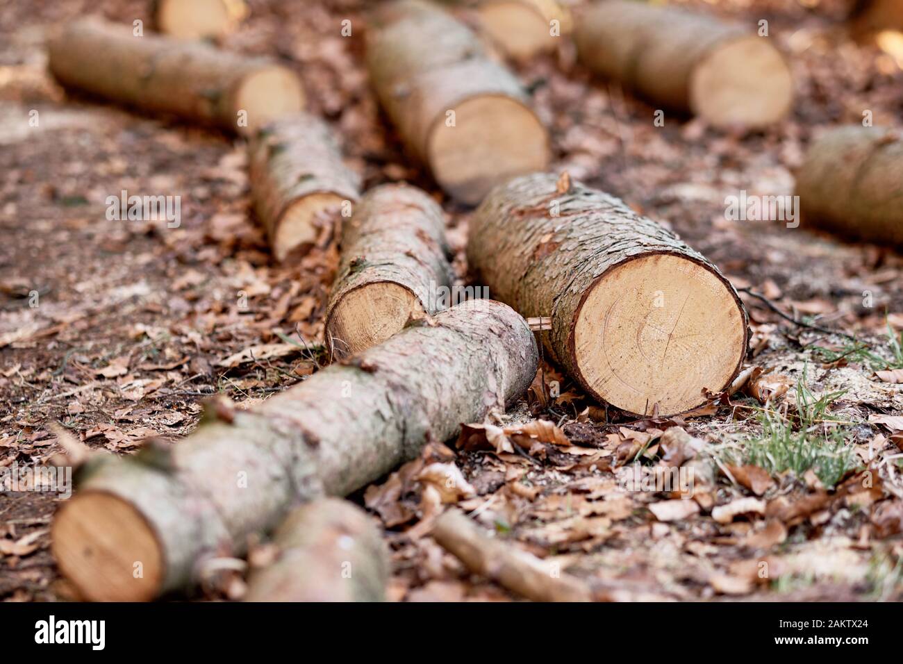 Les troncs d'arbre fraîchement coupé des arbres de pin sur le sol dans la forêt au Moritzberg Haimendorf / Leinbugr près, l'Allemagne, à la fin du mois de mars 201 Banque D'Images