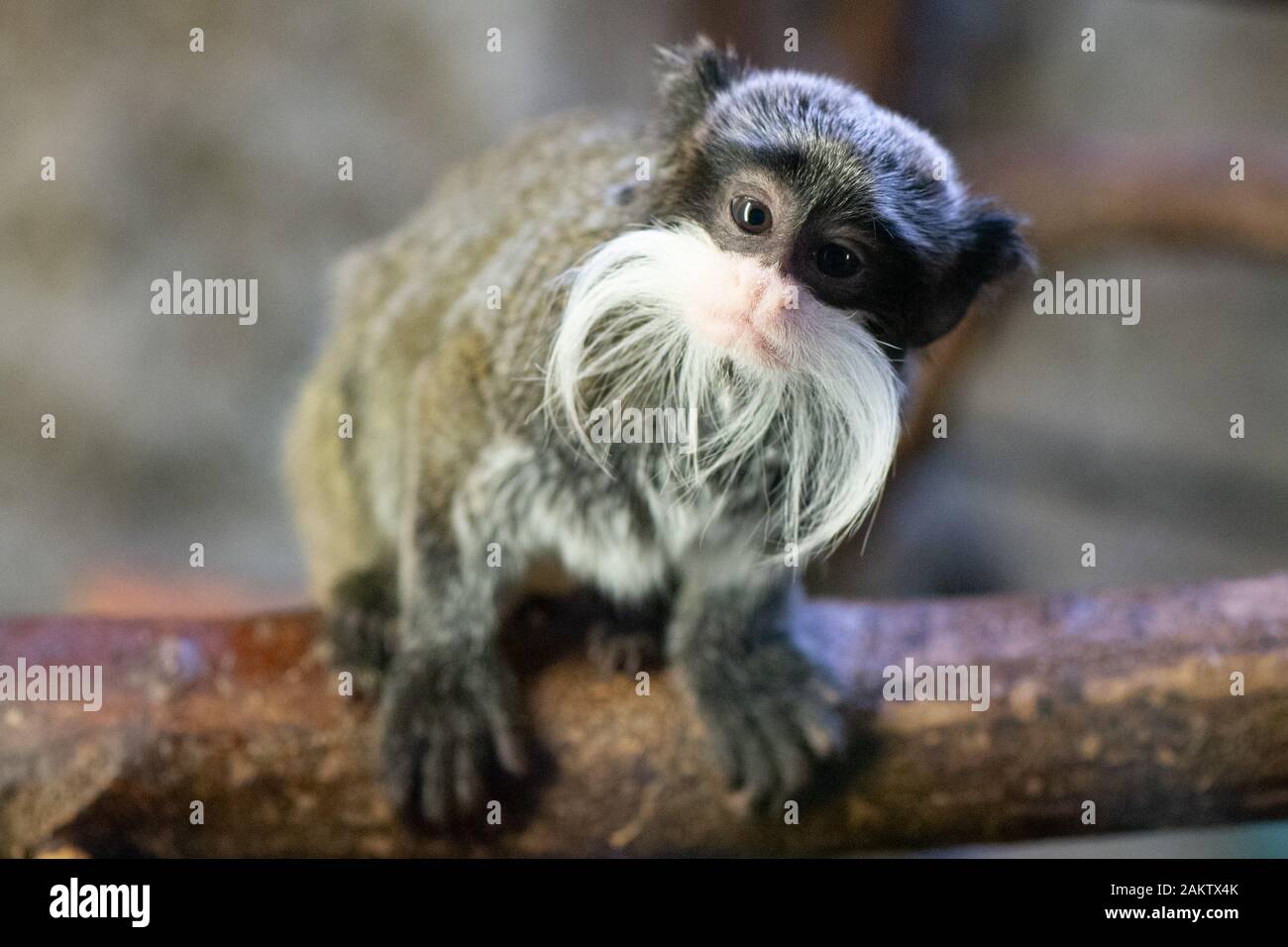Dresde, Allemagne. 10 janvier, 2020. Un empereur tamarin moustachu assis dans son boîtier. Comme chaque année, le zoo est préoccupé avec beaucoup de chiffres après la fin de l'année, lorsque l'ensemble de la population animale est précisément enregistrés et documentés. Credit : Sebastian Kahnert/dpa-Zentralbild/dpa/Alamy Live News Banque D'Images