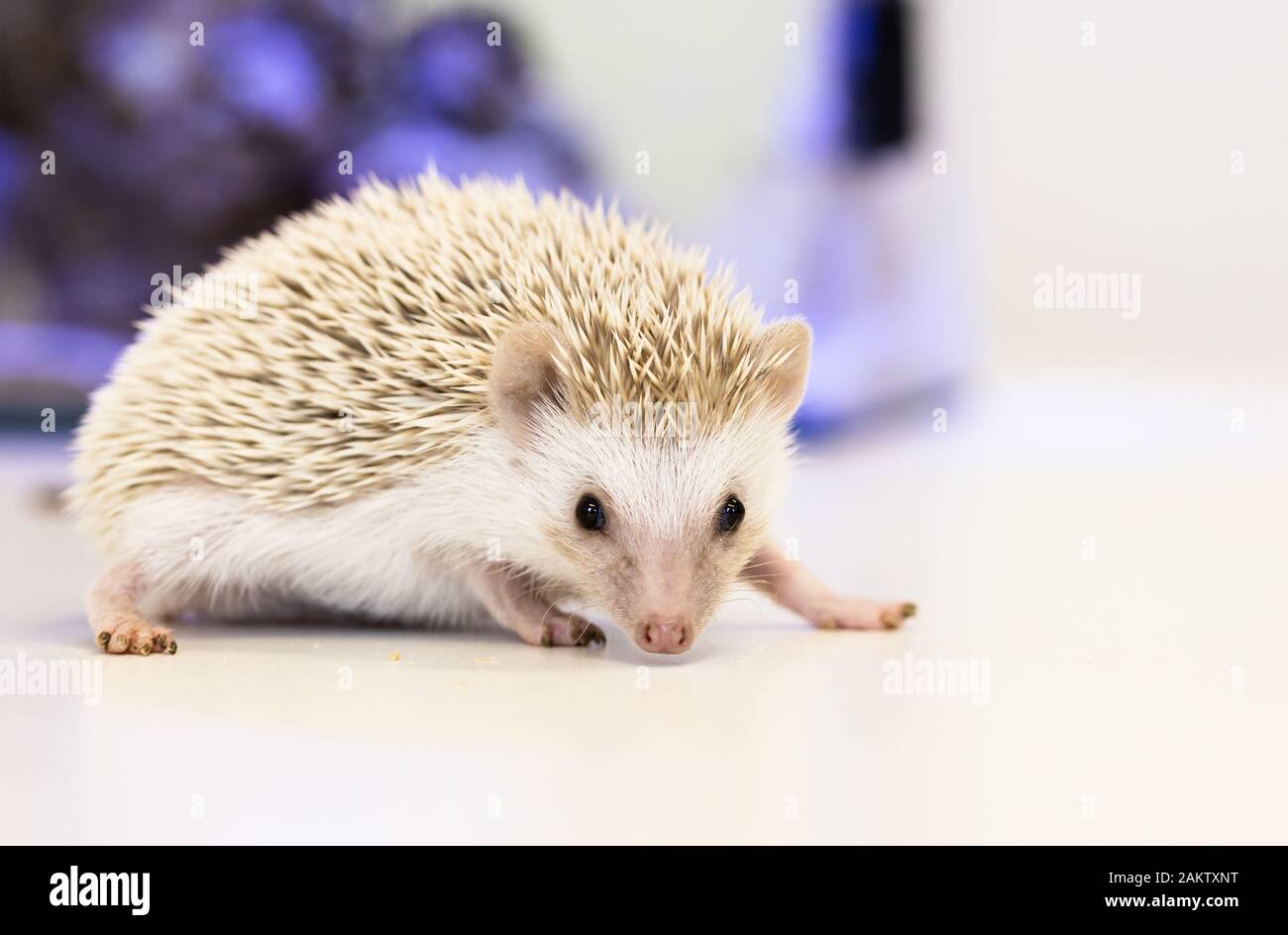Herisson Bebe Mignon Banque D Image Et Photos Alamy Herisson Bebe Mignon Banque D Image Et Photos Alamy