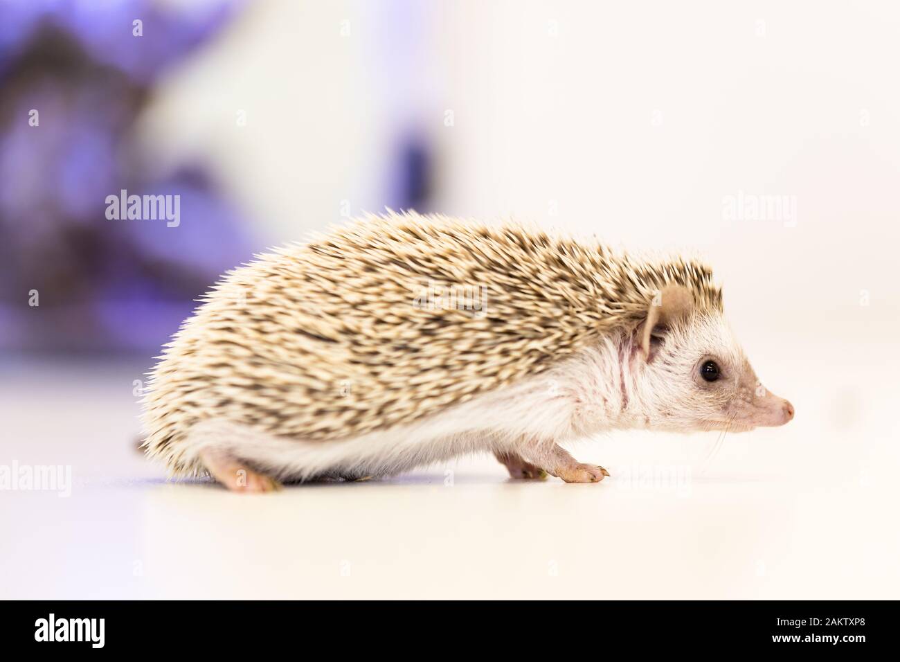 mignon petit animal de porc en forme de haies sur une table blanche isolée sur un fond blanc. Banque D'Images