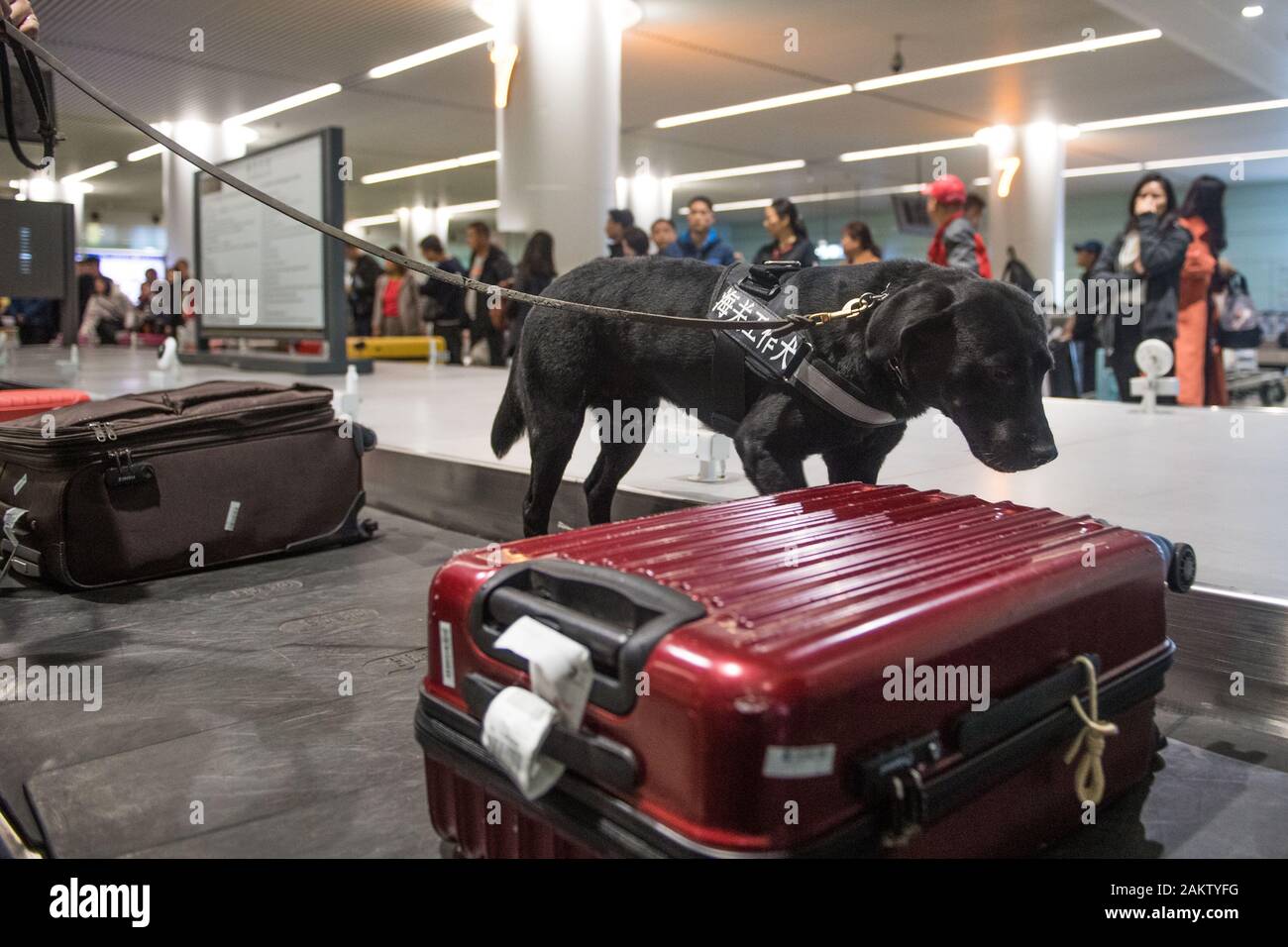 Changsha, Chine, province du Hunan. 10 janvier, 2020. Un chien renifleur vérifie un bagage à la zone de contrôle des bagages enregistrés dans le Hall des Arrivées Internationales de l'Changsha Huanghua International Airport à Changsha, Province du Hunan en Chine centrale, 10 janvier 2020. Afin d'améliorer l'efficacité du contrôle des bagages, les chiens renifleurs ont été mis en service à l'aéroport durant la Fête du Printemps les rush d'intercepter des objets interdits. Crédit : Chen étudiant aîné/Xinhua/Alamy Live News Banque D'Images