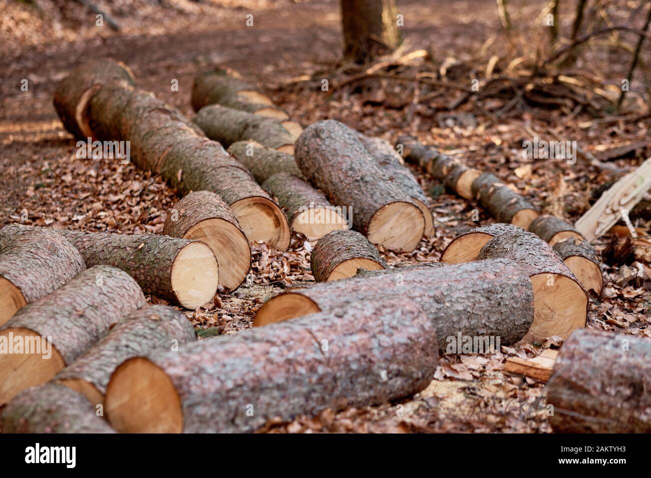 Les troncs d'arbre fraîchement coupé des arbres de pin sur le sol dans la forêt au Moritzberg Haimendorf / Leinbugr près, l'Allemagne, à la fin du mois de mars 201 Banque D'Images