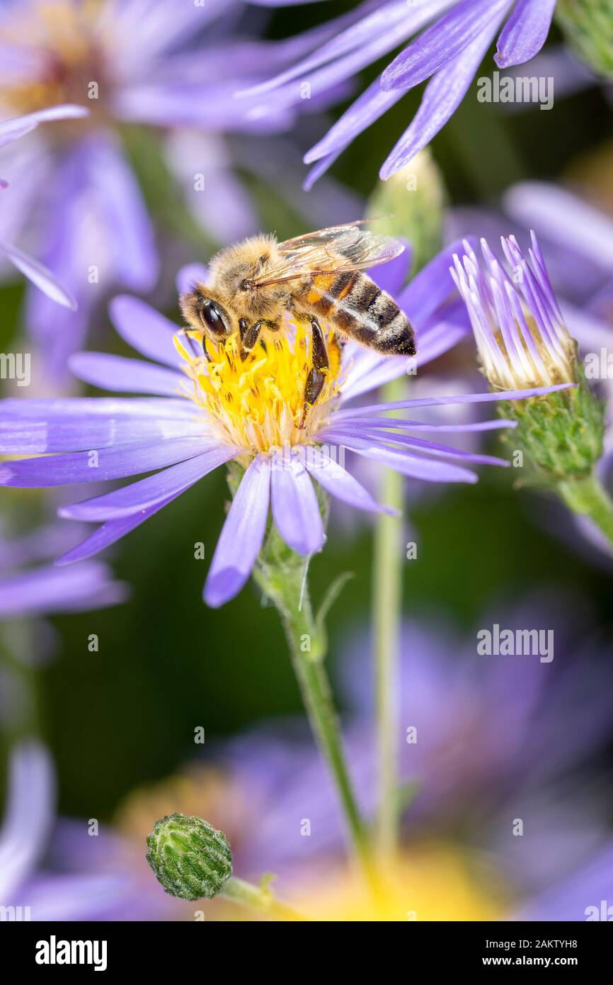 L'abeille européenne du miel - Apis Mellifera -, généralement simplement appelée abeille ou abeille du miel, appartient à la famille des abeilles réelles. Il est commun en Europe, Afr Banque D'Images
