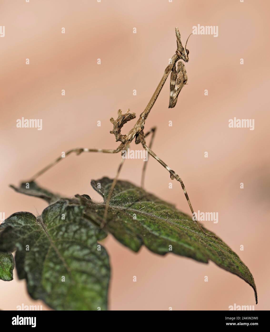 Jeune femme Empusa pennata. Banque D'Images