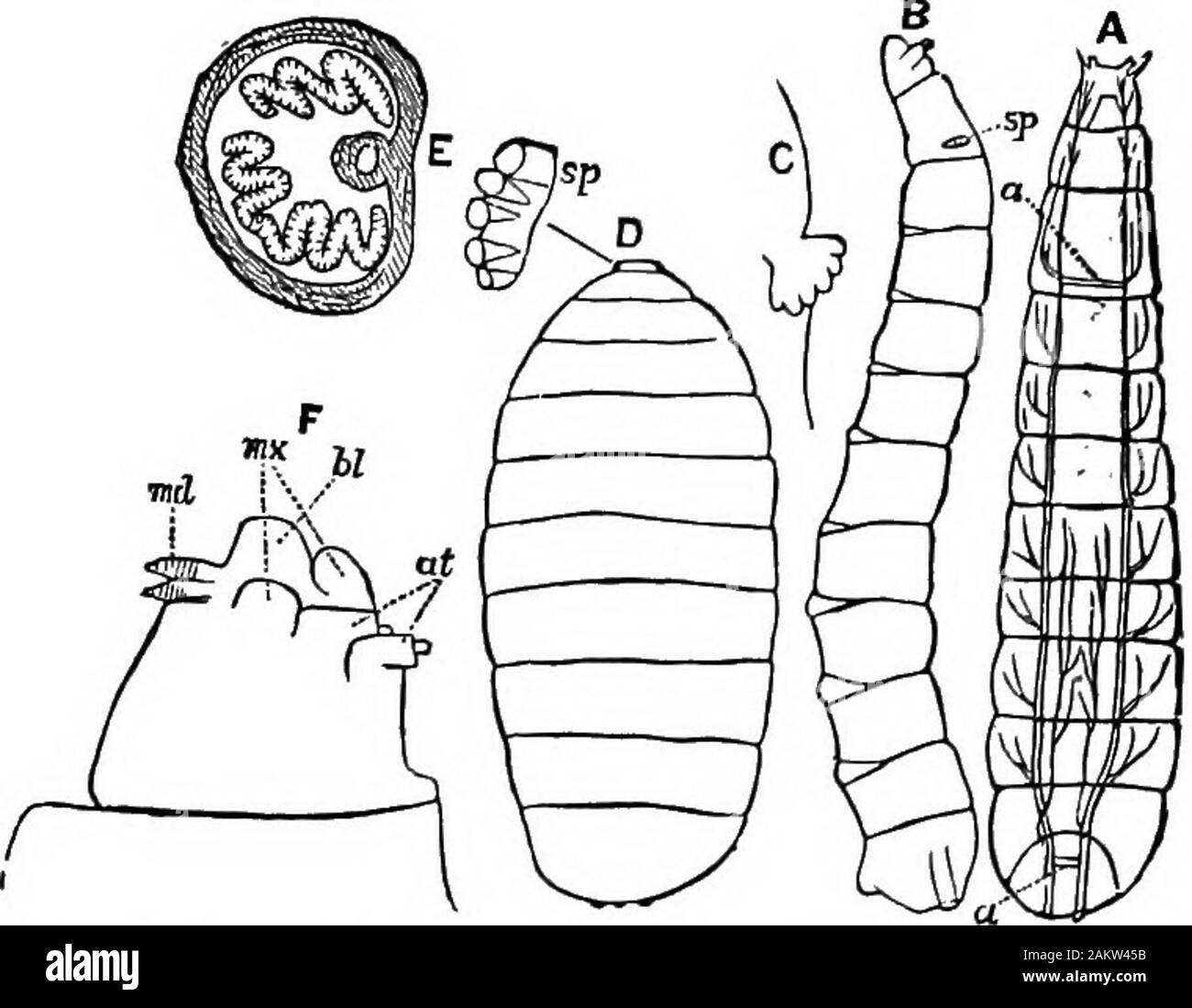 Première leçon de zoologie : adapté pour utilisation dans les écoles . dy  (Fig. 134) andsomewhat est large de forme conique, et il y en a vu d'être  foursegments uniquement lorsqu'ils sont