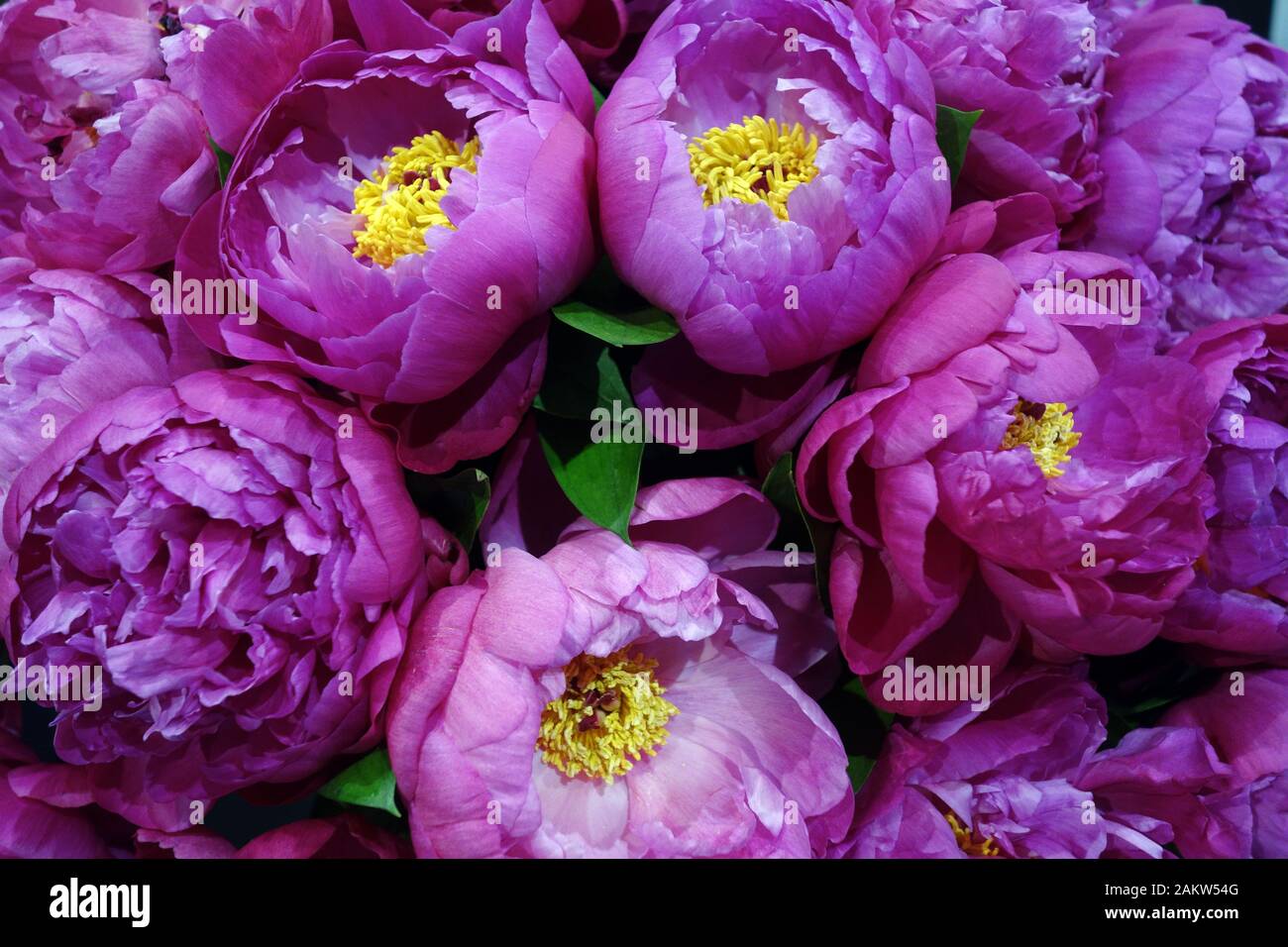 Pivoine chinoise rose-rose (Paeonia lactiflora) 'Dr. Alexander Fleming' à l'exposition au Harrogate Spring Flower Show. Yorkshire, Angleterre, Royaume-Uni. Banque D'Images