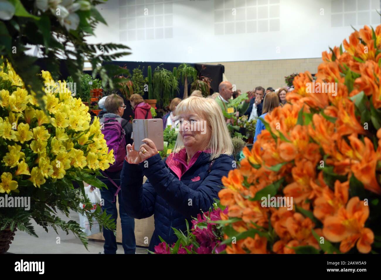 Femme Prenant des photos avec iPhone d'Alstroemeria (Lily péruvienne) fleurs sur l'affichage au Harrogate Spring Flower Show. Yorkshire, Angleterre, Royaume-Uni. Banque D'Images