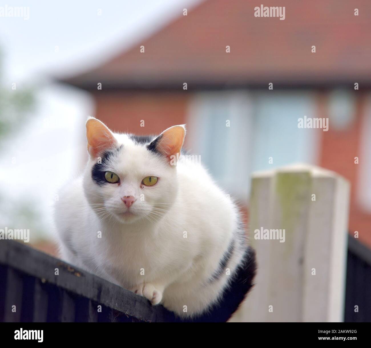 Chat domestique assis sur une clôture dans un jardin Banque D'Images