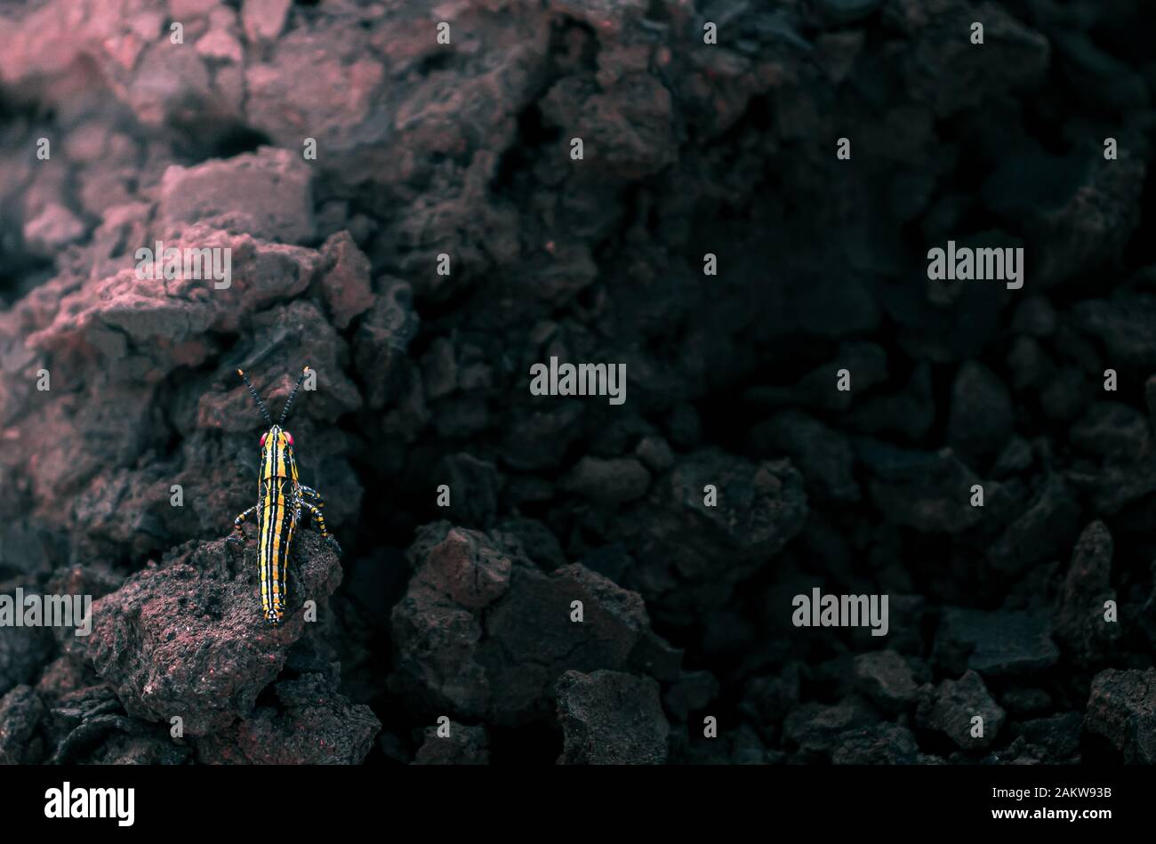 Sauterelle jaune et noire aux yeux rouges sur une colline sèche cassée en Afrique du Sud. Banque D'Images