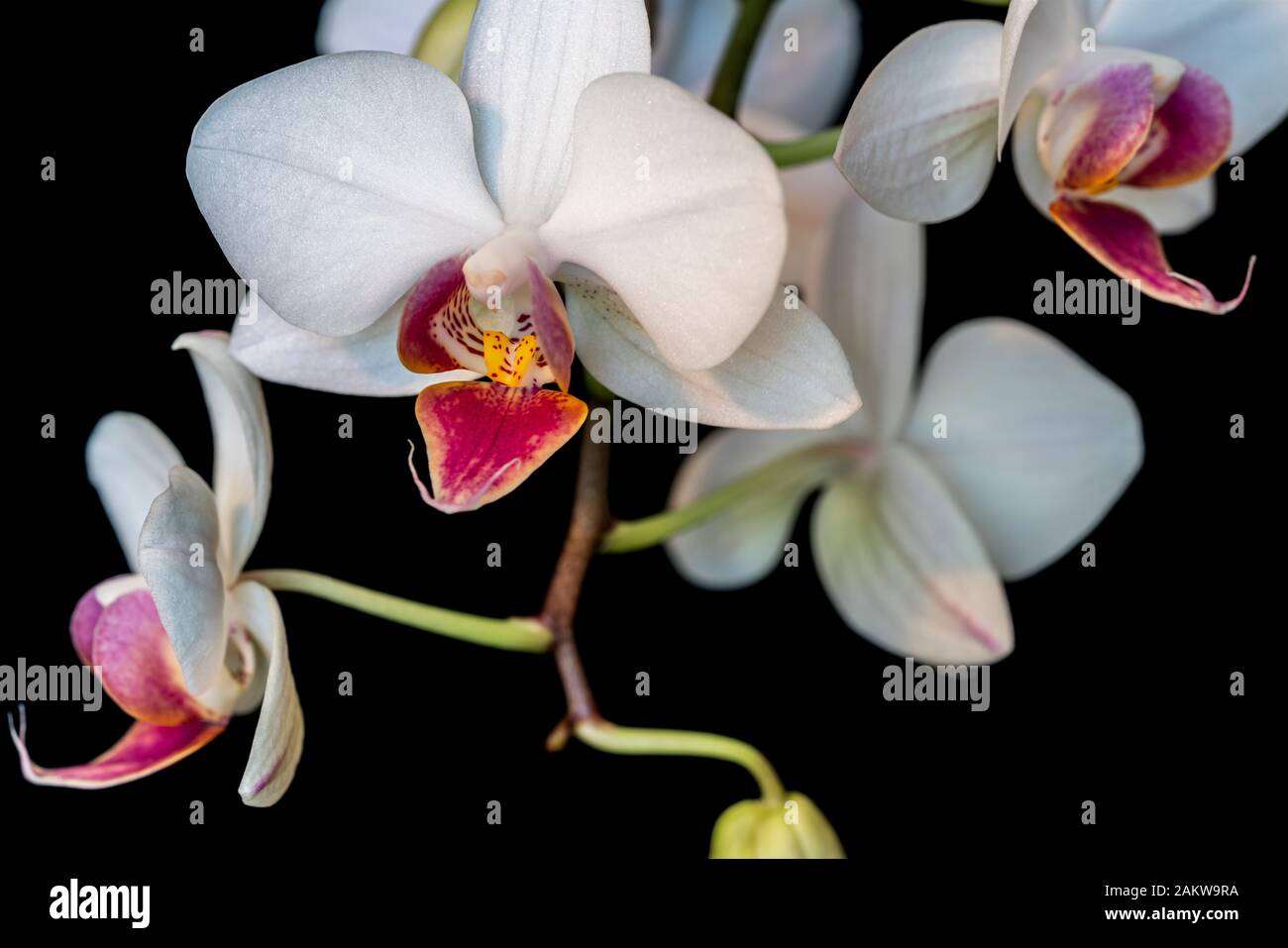 Orchid Banque D'Images