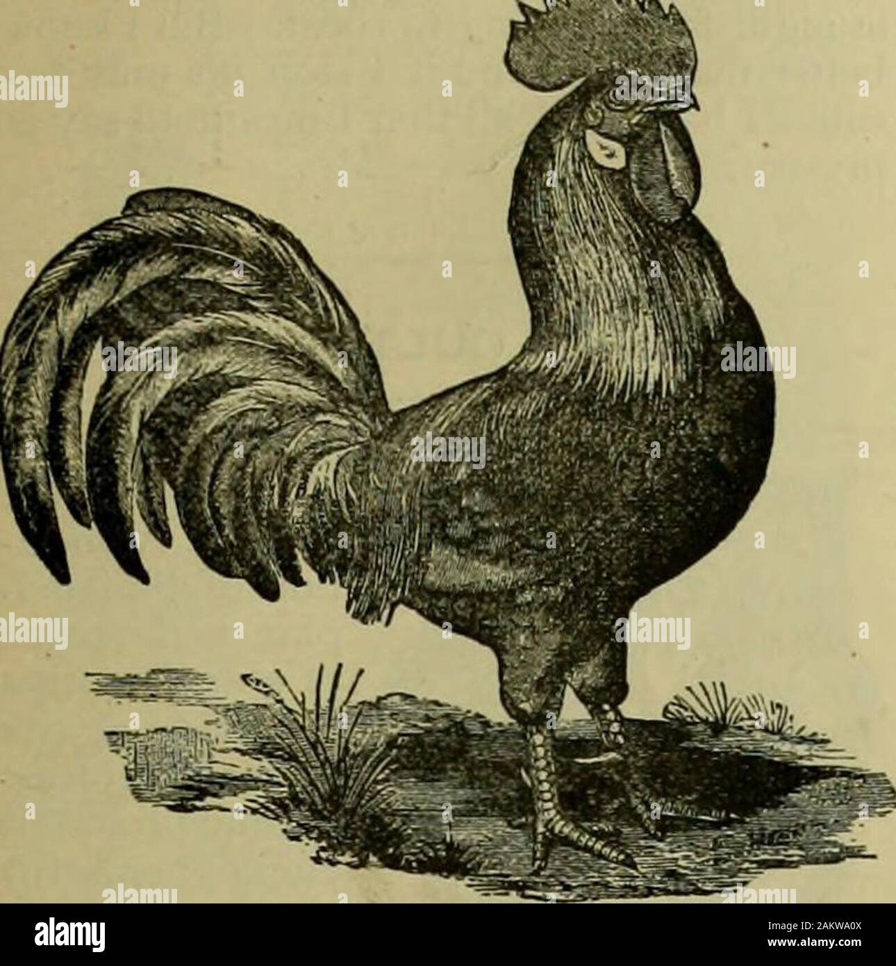 Strawbridge & Clothier's quarterly . Coq Leghorn blanche. STRAWBRIDGE & CLOTHIERS trimestriellement. 25 Fig. 6. k.vlkk. BROWN LEGHORN COQ. Il n'y ! Il dit, je savais qu'somethingtoo nice est la question ; et il wasntwith les gâteaux de sarrasin et il wasntwith coflee la. Suppose que je rendez service themup et remercier tous les cinq d'entre eux ? Howwould ou résolutions dans un cadre ? J'ai trouvé les Leghorns d'être la plupart des ex-cellent couches ; mes cinq poules portant sur anaverage, quatre œufs par jour. Le partridgeCochins aussi étaient bonnes couches, mais theireggs J'ai sauvé pour définir et produire le materialfor-grillage de fer. J'ai également acheté des asitting li Banque D'Images