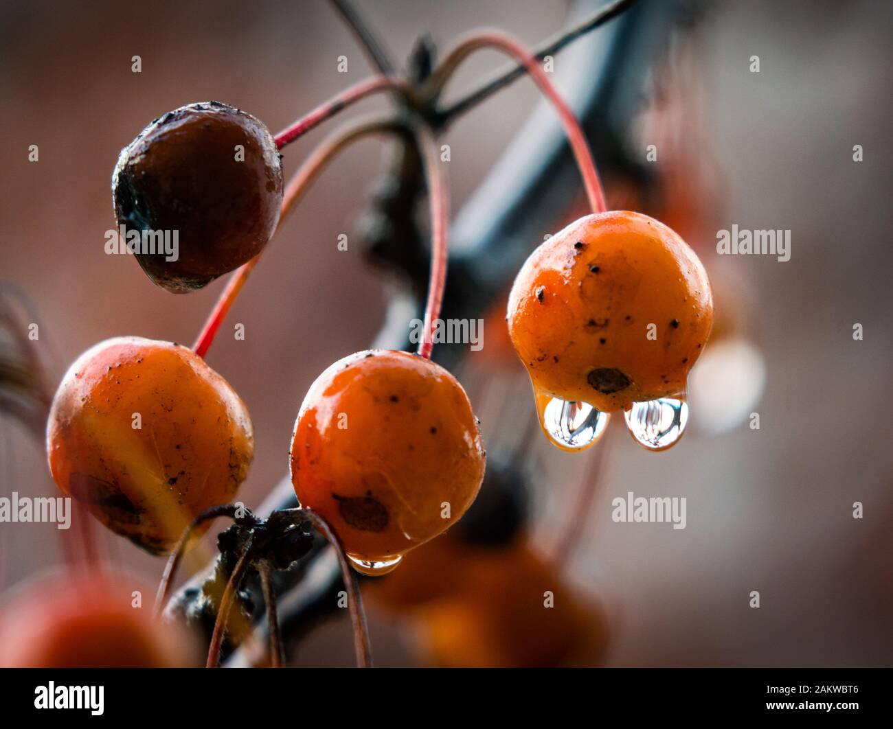 07 mars 2017, Hessen, Frankfurt/Main : l'eau de la pluie s'écoulent de la précédente petites pommes décoratives suspendue à un arbre dans un jardin à l'avant. Photo : Frank Rumpenhorst/dpa Banque D'Images