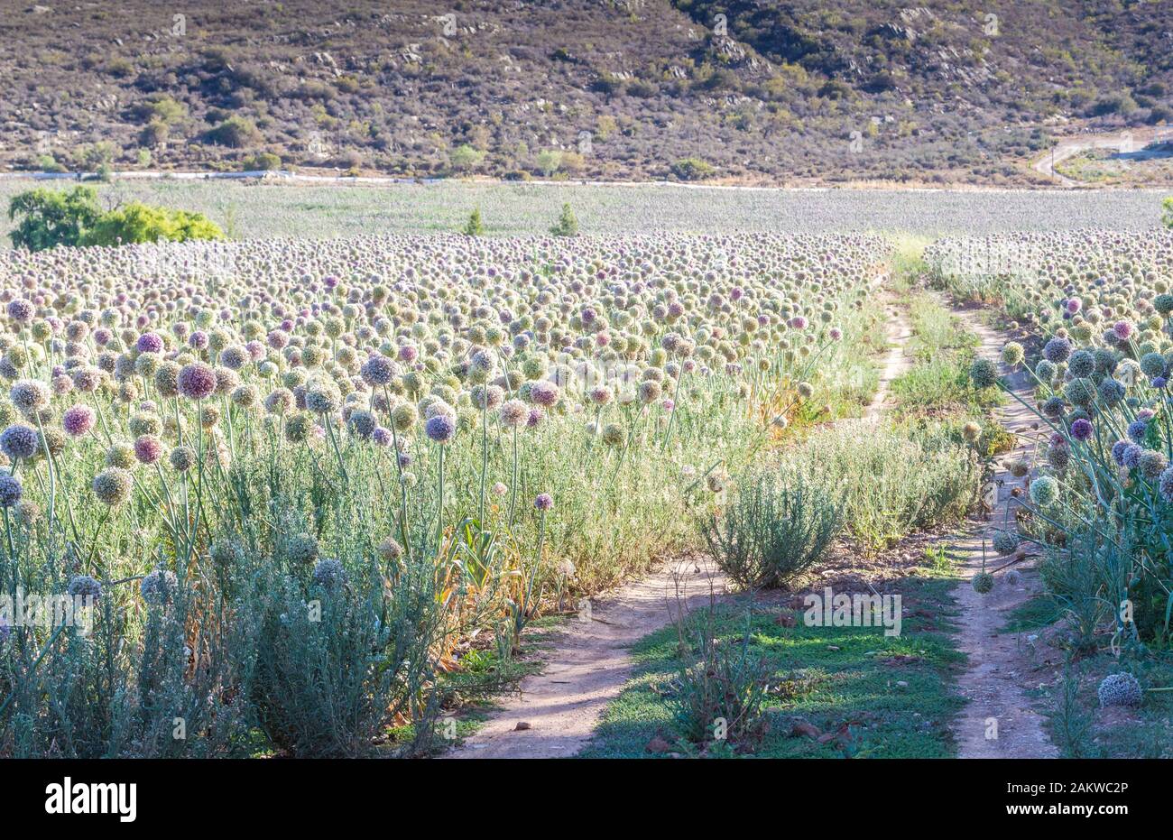 Fleurs d'oignon dans le champ de la plante d'oignon près de Barrydale sur la route 62 en Afrique du Sud Banque D'Images