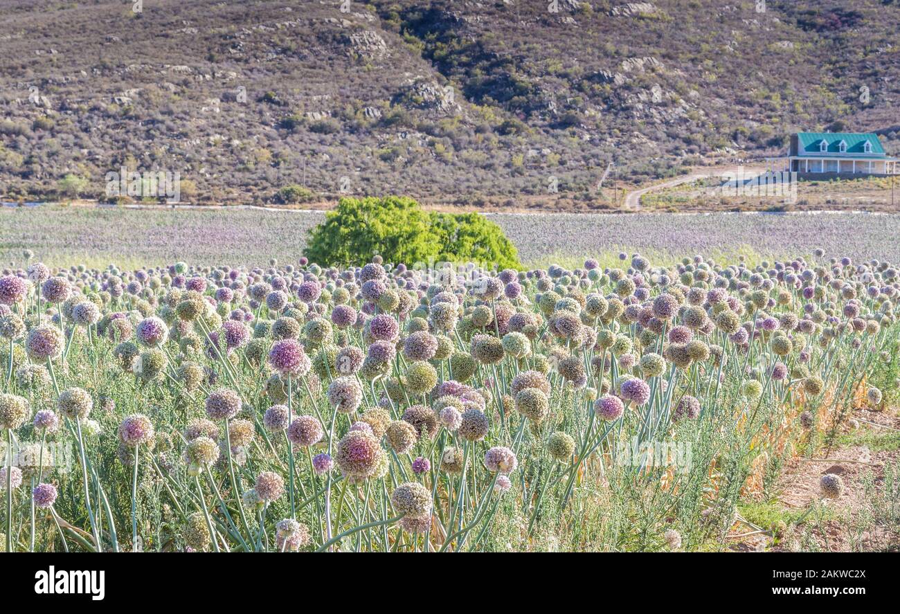 Champ d'oignon près de Barrydale sur la route 62 en Afrique du Sud Banque D'Images