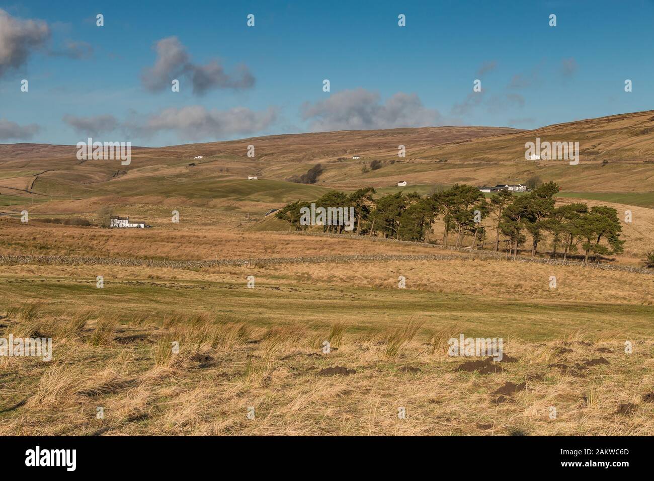 Paysage De Teesdale, Harwod, Upper Teesdale. Les fermes blanchies à la chaux planent le paysage dans cette scène typique de Teesdale, prise dans un fort soleil d'hiver Banque D'Images