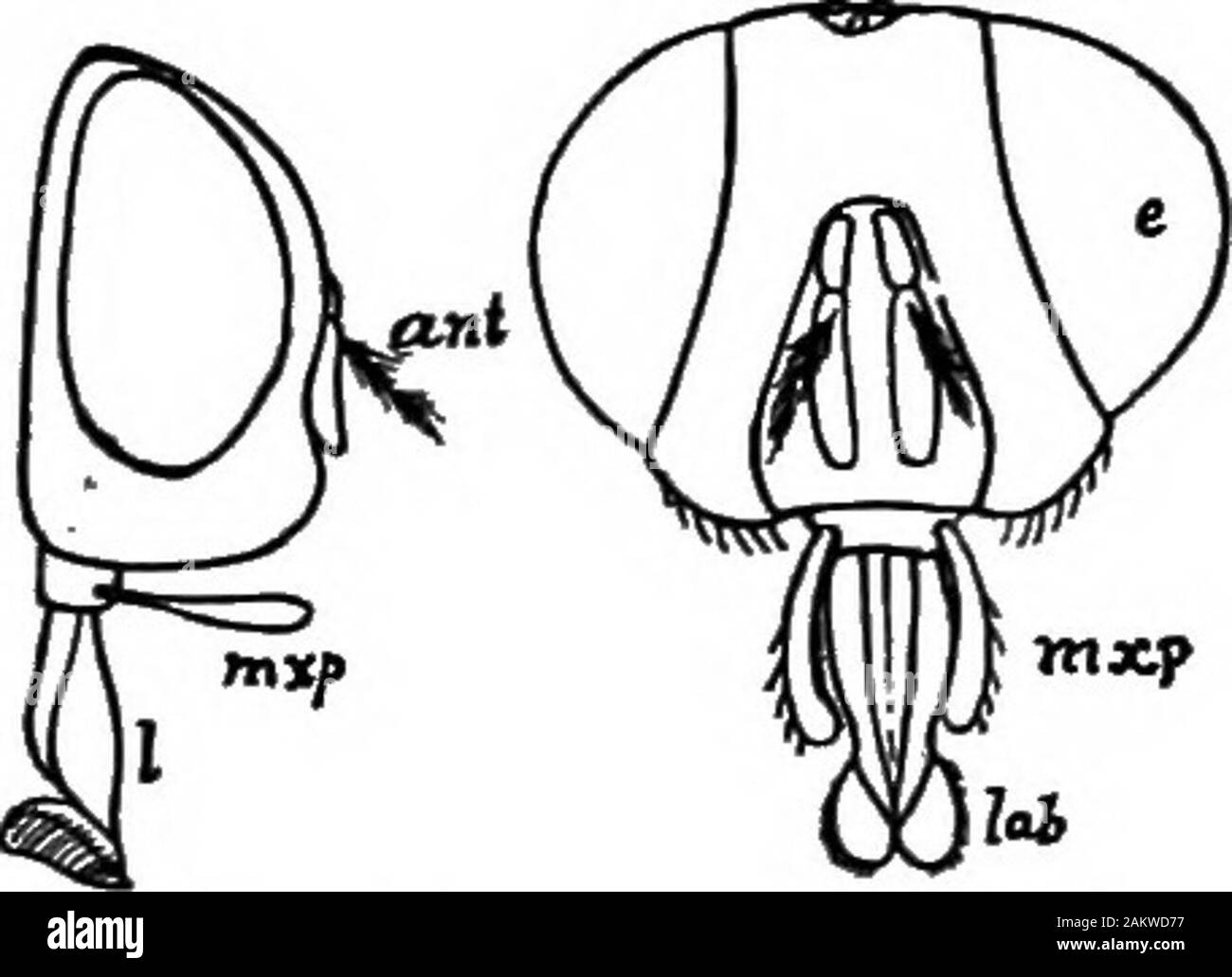 Première leçon de zoologie : adapté pour utilisation dans les écoles . CHAPTEE XVm.La Mouche domestique et deux autres insectes ailés. Le corps de la mouche en difEers un bon nombre de points d'une sauterelle ou hébergés par les beetle. En premier lieu, mais thereare deux ailes ; d'où les mouches sont appelés deux orDiptera à ailes, de deux mots grecs signifiant deux ailes. Nouveau : Maintenant, l'inspection de près la chambre-fly, nous voyons que thehead est distinct du thorax, et le dernier de thehind corps. Les trois divisions sont très weUmarked. S'agissant de la tête (Fig. 116) nous voyons que la com-pound yeux sont très grands et plein. L'un Banque D'Images