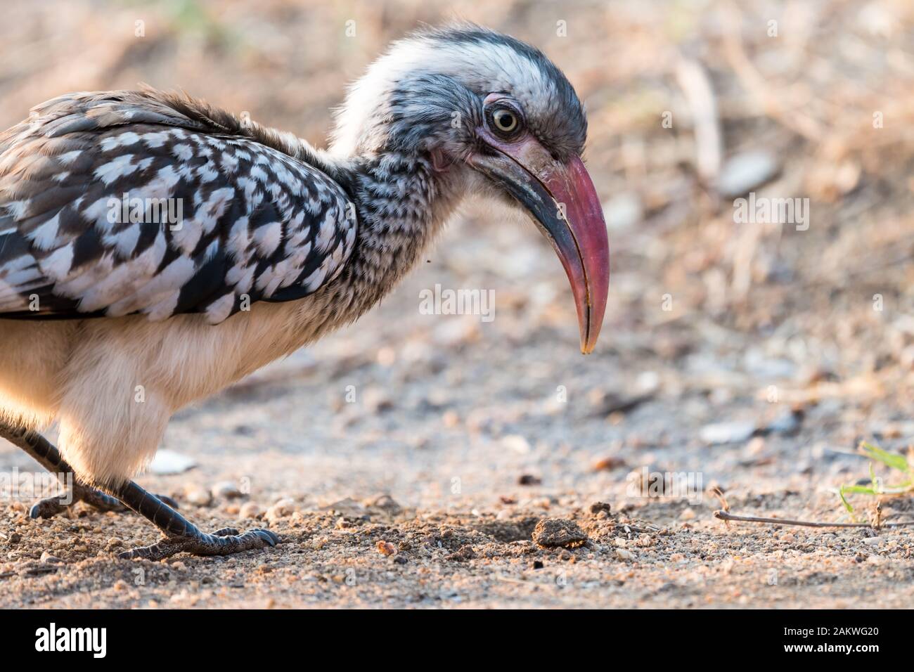 Portrait de l'oiseau de charme de facture rouge (Tockus erythrorhynchus) se forant dans le parc national sauvage Kruger, en Afrique du Sud, dans la lumière douce du matin Banque D'Images