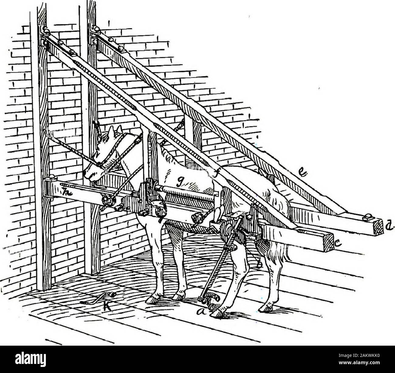 Modération d'animaux domestiques ; un livre à l'usage des étudiants et des praticiens ; 312 dessins et illustrations à partir de pen 26 demi-tons à partir de photographies originales . estraint.sans hésitation un animal est placé dans les stocks ; ils arelabor épargnants, épargnants, et en utilisant le stock une assistantcan a réussi à limiter ou empêcher une^p atient pour beaucoup d'minorand même certaines opérations majeures. Les stocks de Barcus. Les stocks de Barcus. La figure 61, est le produit d'un uniqueand idée originale de retenue dans la position debout. Il isespecially utile en raquette et la paix sur la plante des thefeet. Banque D'Images