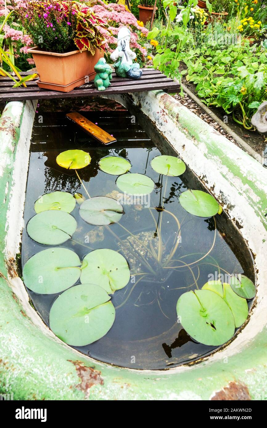 Plante de nénuphar de jardin poussant dans une vieille baignoire, petit étang de jardin Allemagne allotissement jardin nature Banque D'Images