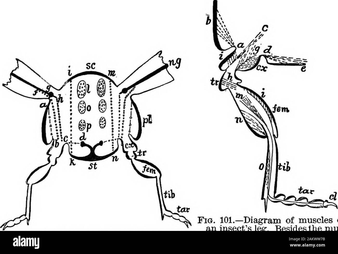 Première leçon de zoologie : adapté pour utilisation dans les écoles . f la grande ébauche (Figs. 98, 100, et 101). Les deux paires d'ailes sont tout à fait différent ; la paire avant, quand le lo-cust n'est pas voler, repose directement sur la paire, mais au cours de vol * Il y a dans certains insectes, comme dans de nombreux lépidoptères et Hymenopt&raand le Newoptera, quatre pièces tergal, c.-à-d prasgautum, scutum, SCU-tellem et postseutellum, la première et quatrième morceaux étant généralement verysmall, et souvent imparfaite. 94 premières leçons en zoologie. est tenu à l'avant. Elles sont longues et étroites, avec un certain nombre de crêtes appelées veines, ofraised Banque D'Images