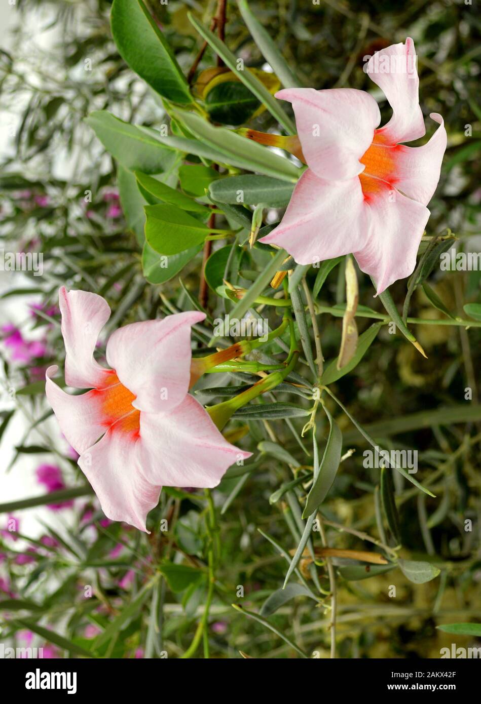 Mandevilla Sundaville Crème Fleurs Roses Banque D'Images