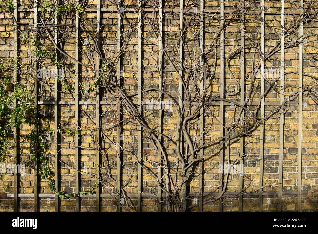 Arbre poussant contre un mur de briques rouges Banque D'Images