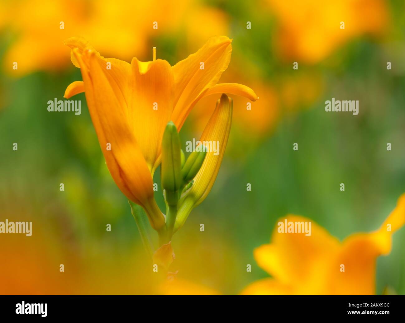 Gros plan d'une fleur de campsis orange avec peu de profondeur de champ Banque D'Images