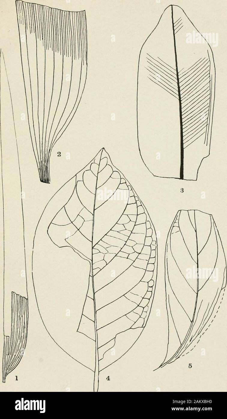 Compte rendu de l'United States National Museum . ean espèces des genres Rke-edia, Calophyllum, et Chrysophyllian, à l'un ou l'autre de whichit, selon toute probabilité, appartient. Avenir sans doute les collections n'settlethis point. Holotype.-Csit no 37034, U. S. N. M. EXPLICATION DES PLATESPlate 1 Figs. 1.2. Palm ray. Fig. 2 X4 de montrer, nervation 3. Oropouchensis phyllites, nouvelle espèce. 4. Persea americana Miller 5. Conocarpus erectus Linnaeus. " Berry, E. W., U.S. Geol. Survey Trof. Article 91, p. 347, pi. 104, ttg. 6 ; pi. 107, flg. 4,1916. ABT.21 Une flore du Pléistocène. Crf&gt;M TRINIDA Banque D'Images