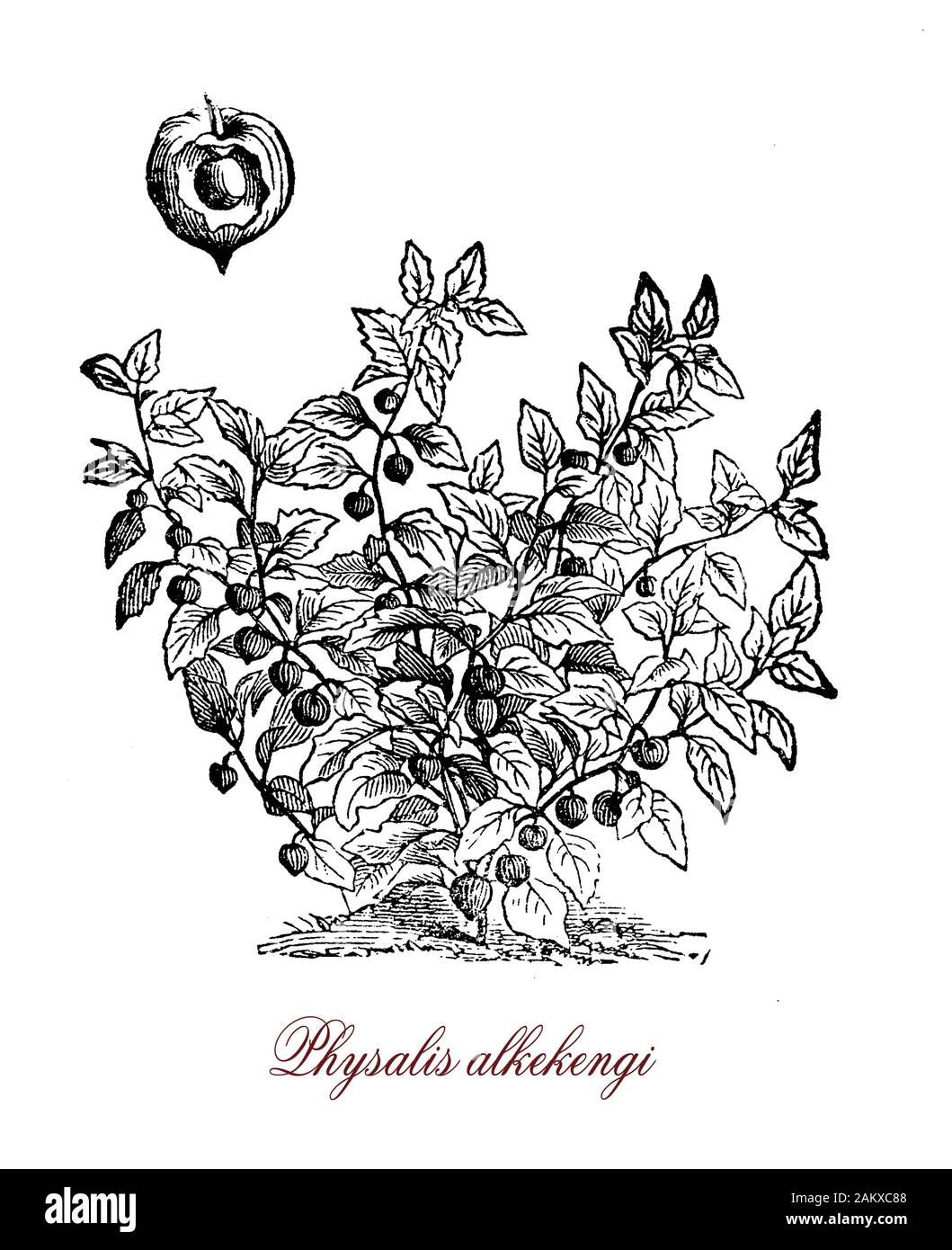 Physalis alkekengi ou lampe chinoise est cultivée comme plante ornementale de couleurs orange à rouge fruits couverts par un calice cartonneux ressemblant à la forme d'une lanterne chinoise. Les fruits sont comestibles. Banque D'Images