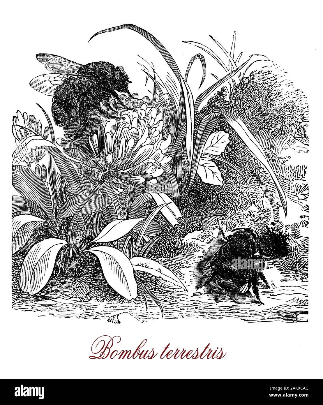 Bombus terrestris ou chamois-tailed bumblebee commune dans toute l'Europe est une abeille pollen-stockage utilisé dans les serres, la pollinisation la reine s'accouple avec seulement un mâle Banque D'Images