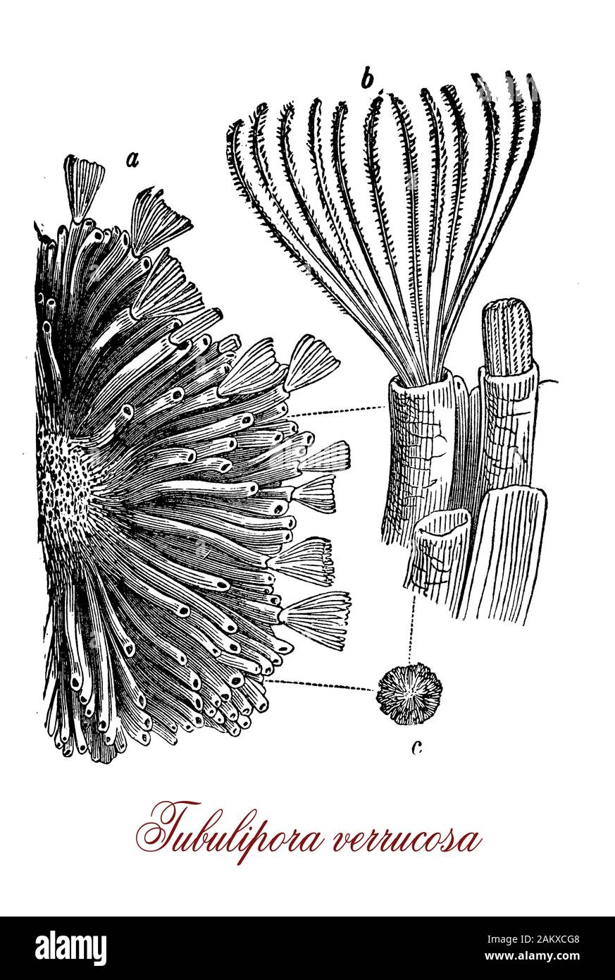 Tubulipora verrucosa invertébrés poissons sans mâchoire antique dominant dans le Mésozoïque avec de longs tubes calcaires incurvée avec terminal les ouvertures qui sont soit de forme circulaire ou polygonale,vivant en colonies sur le plateau continental Banque D'Images