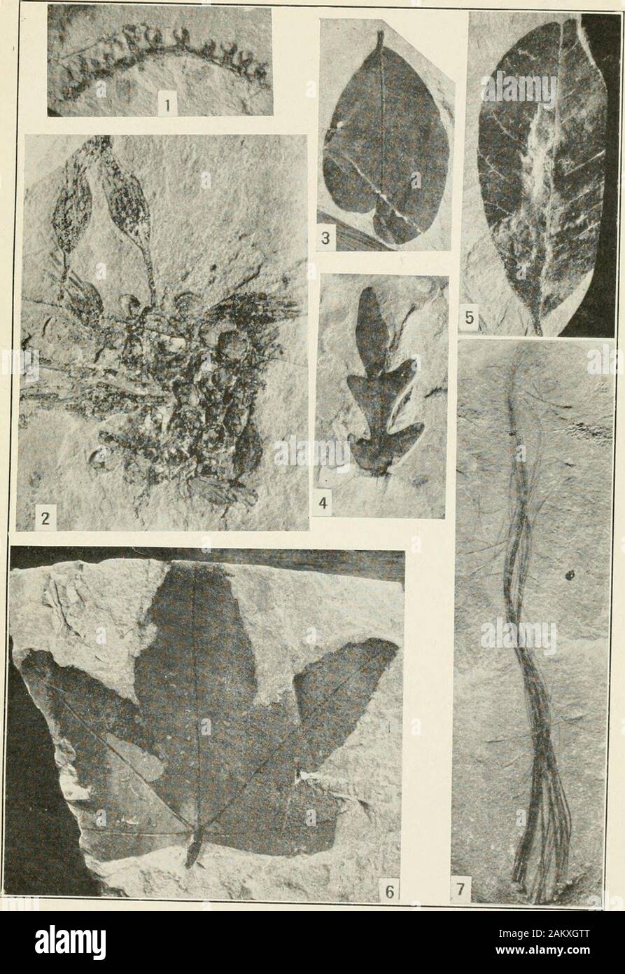 Compte rendu de l'United States National Museum . ted par la cellule discale plus produit ci-dessus et ci-dessous plus d'extension basale thesecond de base. discale Explication des PLATESPlate 1 Fig. 1. Lejeunea eophila, nouvelle espèce, X 2.5. 2. Alsinites revelatus, nouvelle espèce, X 2.5. 3. Dalhergia knoivltoni, nouvelle espèce, grandeur nature. 4. Ohtusiuscula Lomatia, nouvelle espèce, grandeur nature. 5. Bumelia coloradensis, nouvelle espèce, grandeur nature. 6. Liquidambar callarche, nouvelle espèce, grandeur nature. 7. Diatryma fiUfera Cockerell, grandeur nature. (Plume, décrit à l'Amer. Mus. Novitates, n° 62 (1923).) Planche 2 Fig. 1. Banque D'Images