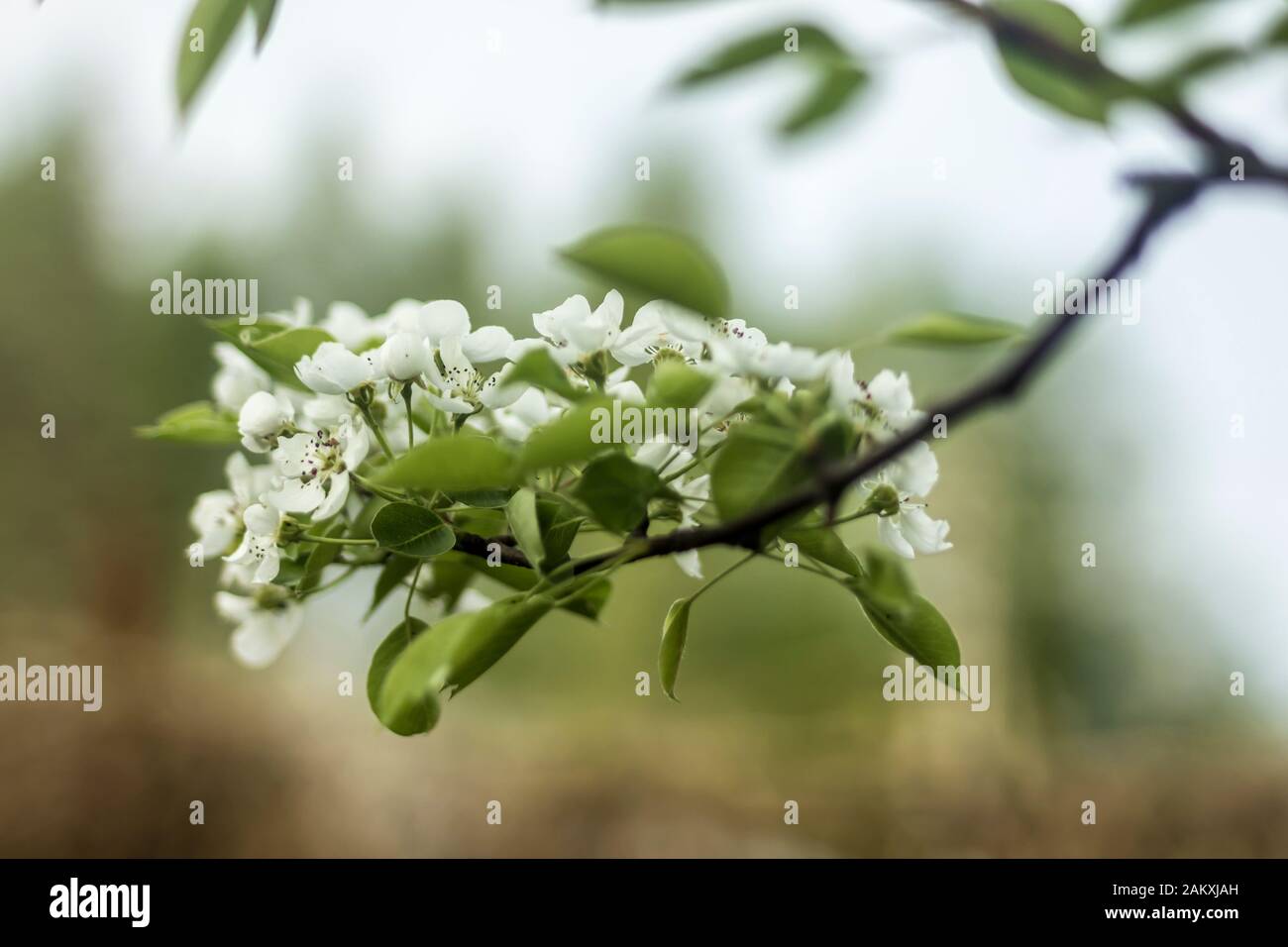 Début printemps.fleurs blanches de cerises dans un jardin de campagne. Photo macro. Bon arrière-plan pour un site sur les fleurs, le parc, les saisons, les plantes et le voyage. Banque D'Images