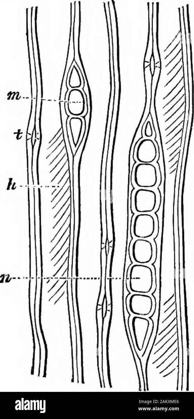 Comment les cultures growA traité sur la composition chimique, la structure, et de la vie de l'usine, pour tous les élèves de l'agriculture .. . Des fibres, et vu arereadily woodwhen dans la plupart des types de fendue longitudinalement. Il areespecially important dans la oakand, érable et former ce qui est com-monly connu comme le grain d'argent.Le botaniste termes eux-moelle raysor rayons médullaires. Fig. 51 pièces a l'article de l'abit de bois du pin rouge, Pinus, Picea)(200-ameters di grossie. La section est madetangential à la tige et la longueur des cellules de bois, dont quatre sont en partie représentés, un /il recoupe les pi Banque D'Images