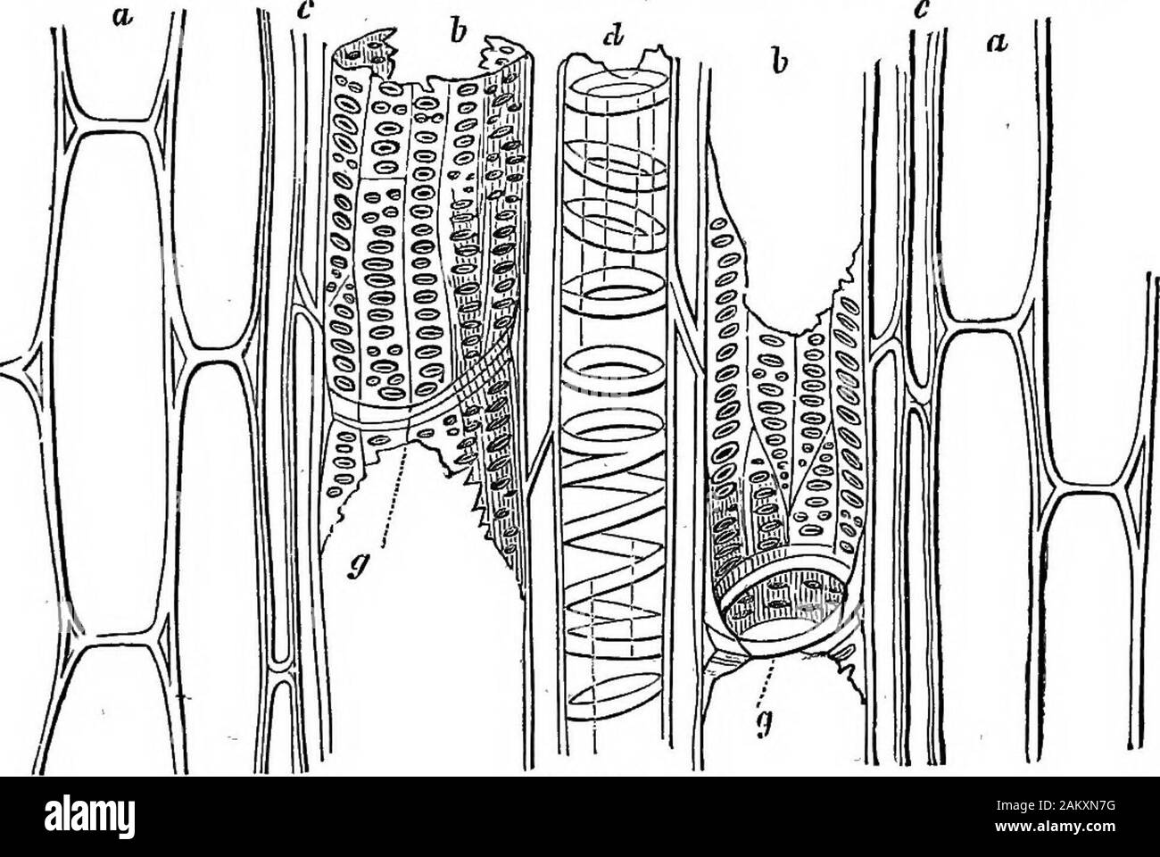Comment les cultures growA traité sur la composition chimique, la structure, et de la vie de l'usine, pour tous les élèves de l'agriculture .. . Le branchesoff endogens, à partir de la présente offre, et avec exogens, exécute avec Paral-lel, et à l'extérieur de ce dernier. Pour compléter notre vision du faisceau vasculaire, fig. 50représente une section verticale faite à angle droit par rapport à la dernière coupe,,deux grandes gaines, 6, 5 / a, a, est un tissu ; c,c, sont bast ou bois-cellules moins épaissi par America Movil intérieur-ltion que ceux de la fig. 49 ; ( ?, est un anneau et conduit en spirale ; 5,h, sont de grands conduits en pointillés, qui présentent à g, g, le placeswhe Banque D'Images
