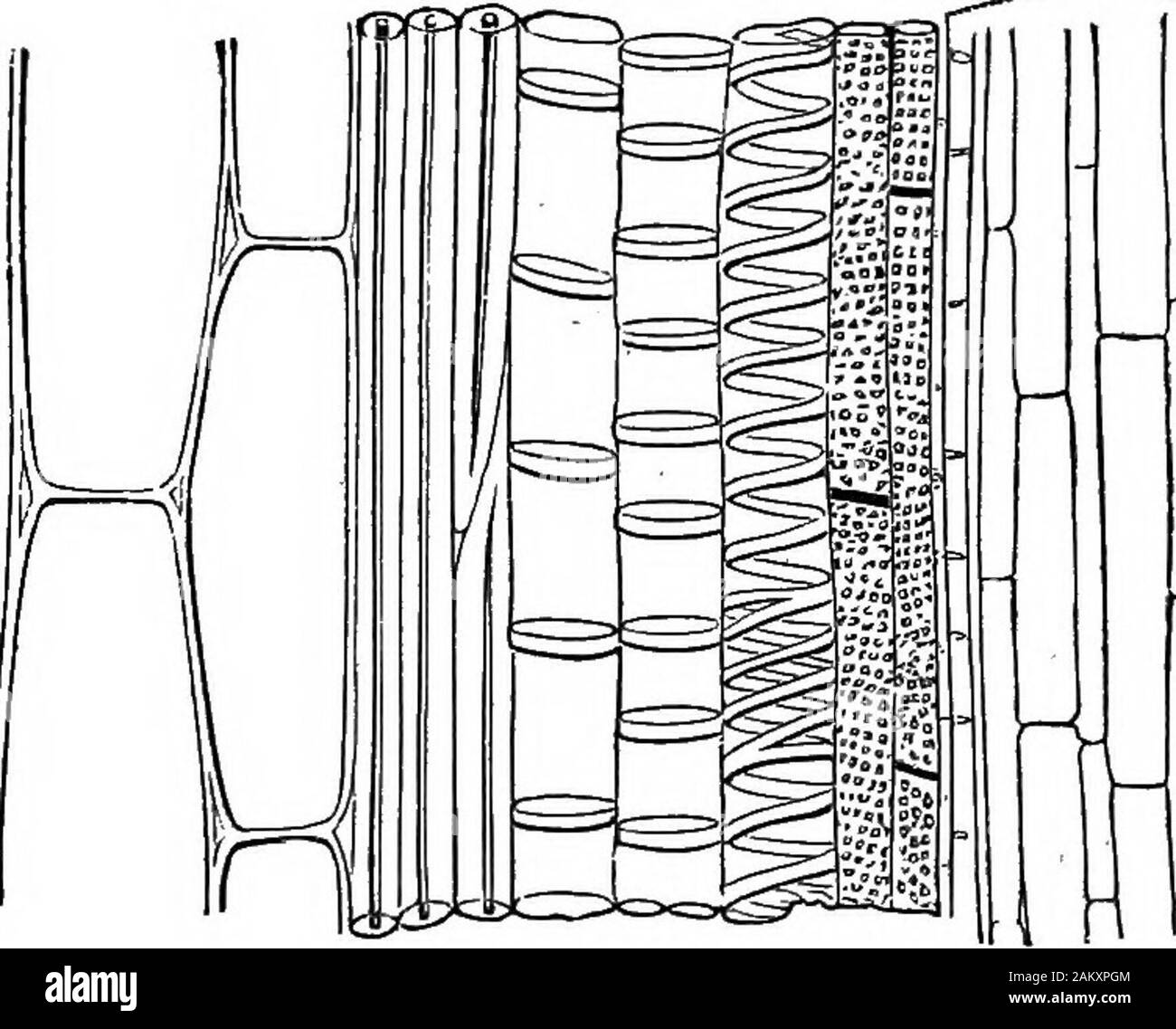 Comment les cultures growA traité sur la composition chimique, la structure, et de la vie de l'usine, pour tous les élèves de l'agriculture .. . Financement cell-tissu, un, une. Thelatter est composé de très grandes cellules, qui, étant mais vaguement-emballés ensemble, ont entre eux des espaces inter-cellulaires, i. Le faisceau vasculaire lui-même est composedexternally d'étroites cellules à paroi épaisse, de qui thosenearest l'extérieur de la tige, h, sont qualifiées de bast-cellules,étant donné qu'ils correspondent au caractère et à la position de l'TEGKTATIVE les cellules des plantes. OP ORGANES 271 de la bast ou écorce interne de nos arbres communs ; thosenearest t Banque D'Images
