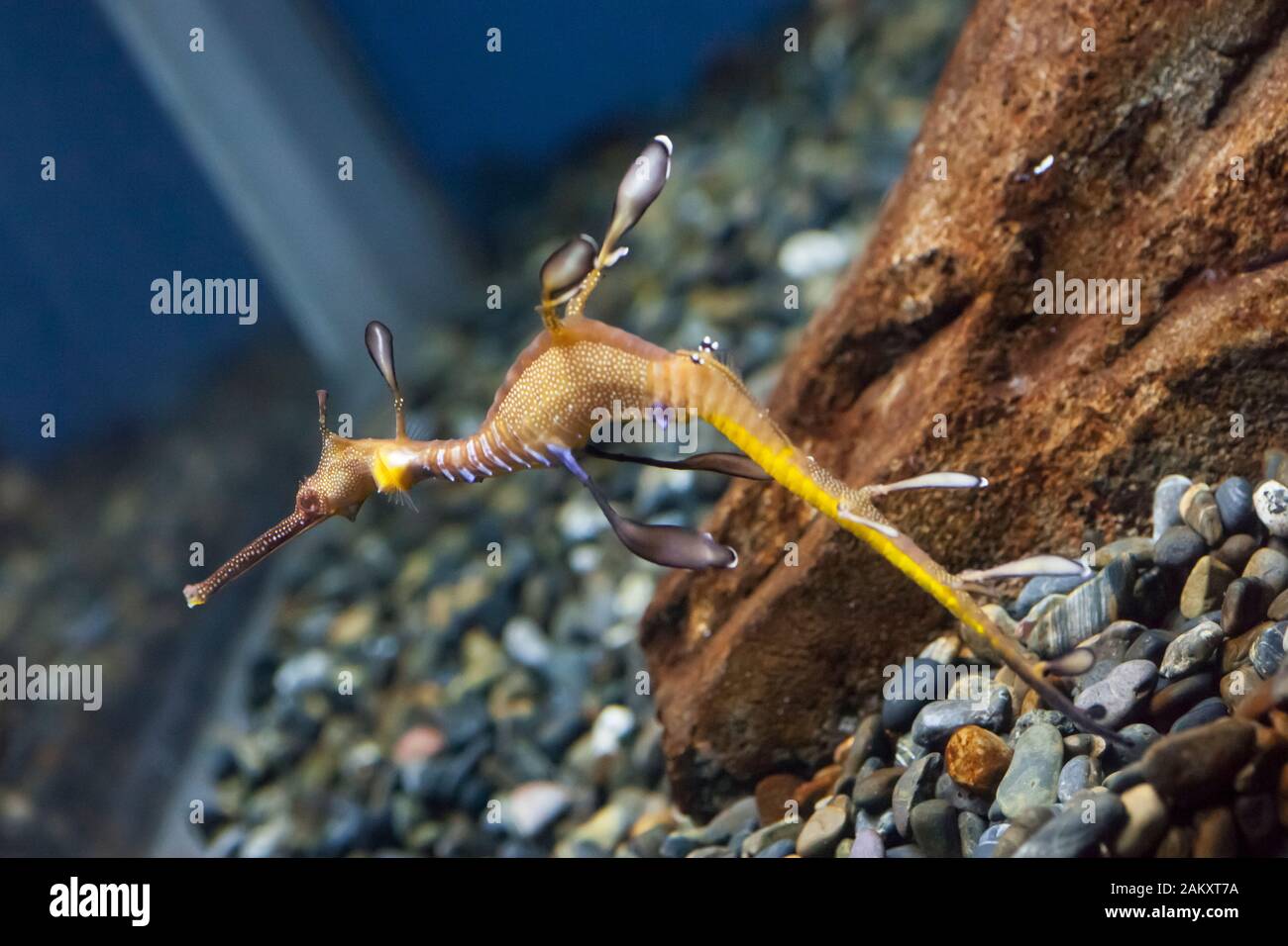 Tir incliné d'un dragon de mer à l'aquarium de Géorgie, Atlanta, Géorgie, États-Unis Banque D'Images