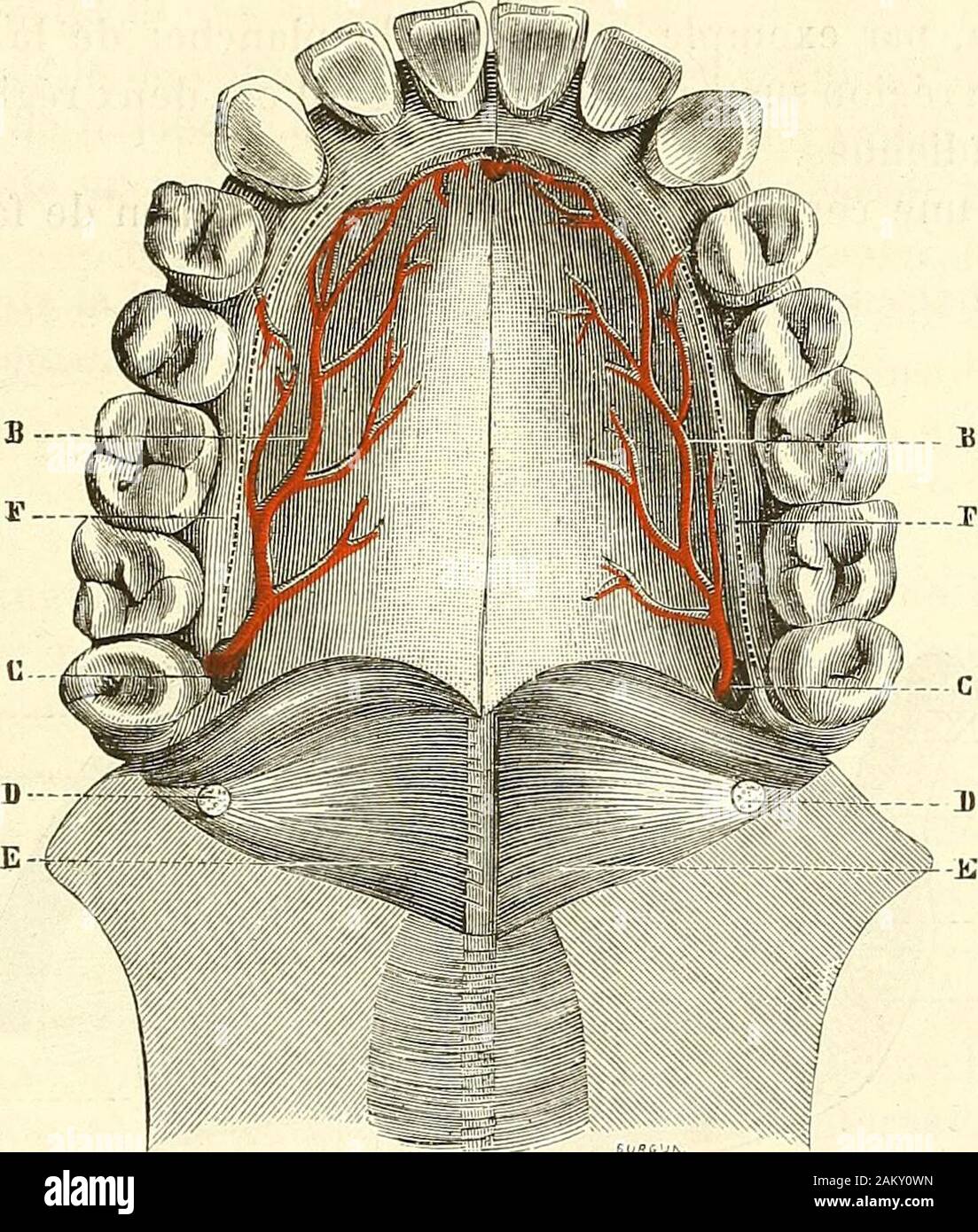 Traité d'anatomie topographique avec applications un la chirurgie .  rincipale fonction de tendre le voile du palais, et lexpérience propre à le  dé-montrer est facile à faire. Le corps charnu du muscle