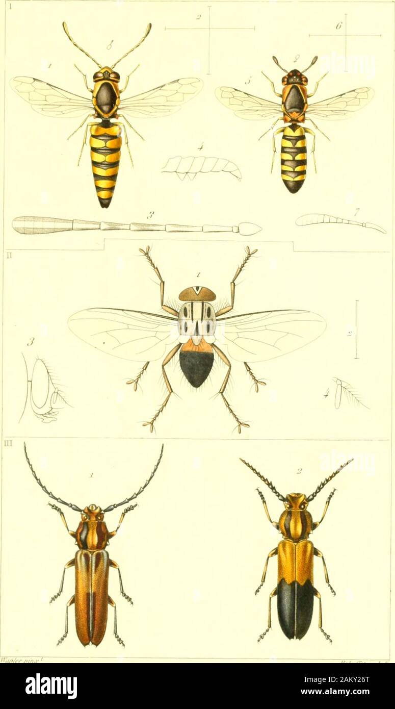 Annales de la Société entomologique de France . n-iufii yiiu//u € ht/iti/ts &Lt ;/&Lt ;• /il Jififi/t &lt;v/////t&gt ;/ty/////i i/PhtfUt Série ft r&gt;ih- / fi-:c. fKyt/fr/t jfeâttfètsaty*. Je fc/uium .//,/. w/,s /f.r/////&gt ;/Y///tr za y . Ja / ; 11, Macfuart . IriCM pici III . Sa/le //r/t/&gt;t&gt;r&lt;r///,r/ùy//y// ? /Ntp. /Iittrfiiaf Atmaies&lt;de enfomefoçiçue Sitcteie fa fe /m/Jertc forne .y uv ///-v ; ;  L^ Banque D'Images