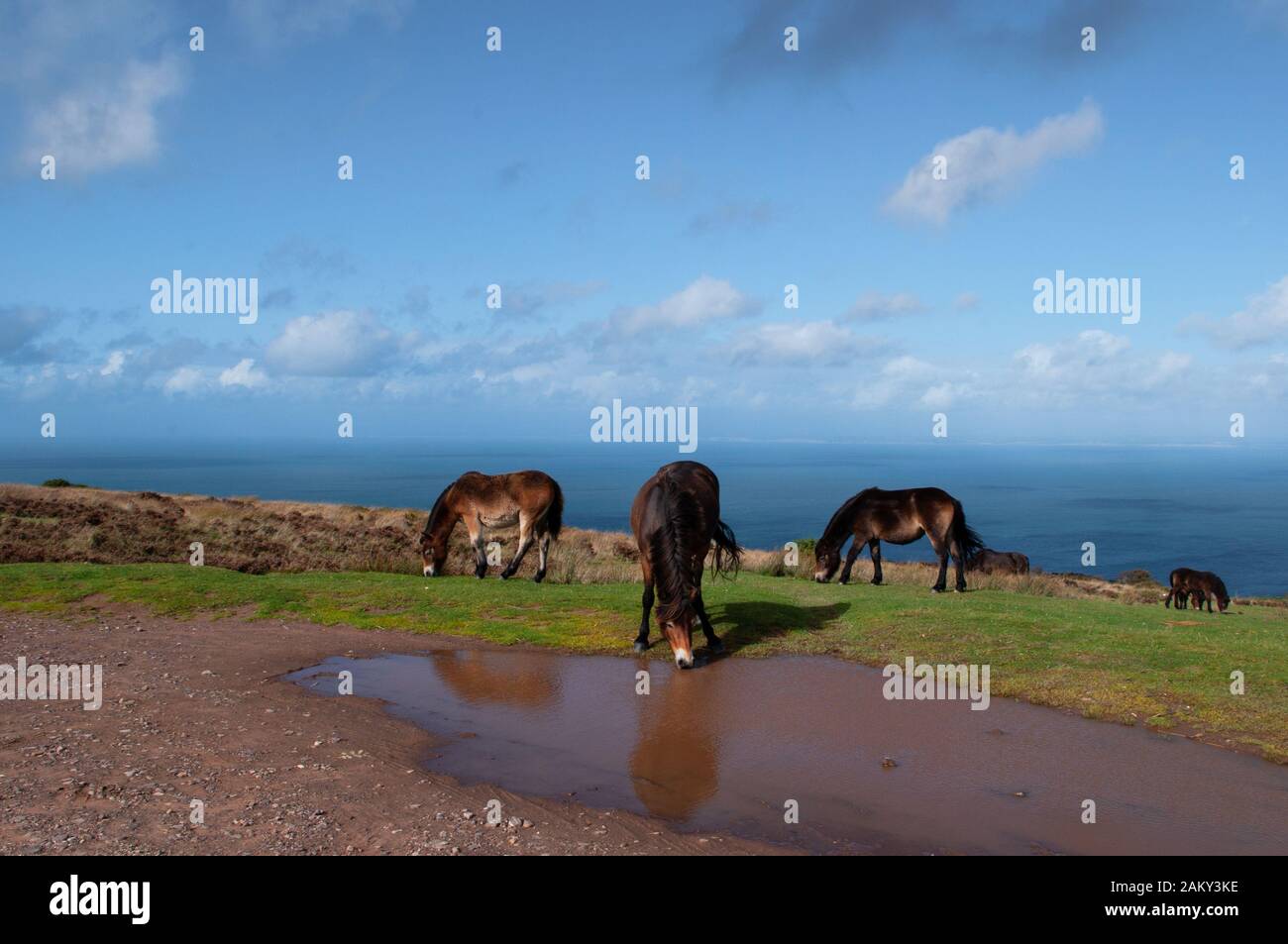 Poneys d'Exmoor sauvage au-dessus de la baie de Porlock à Somerset. Banque D'Images