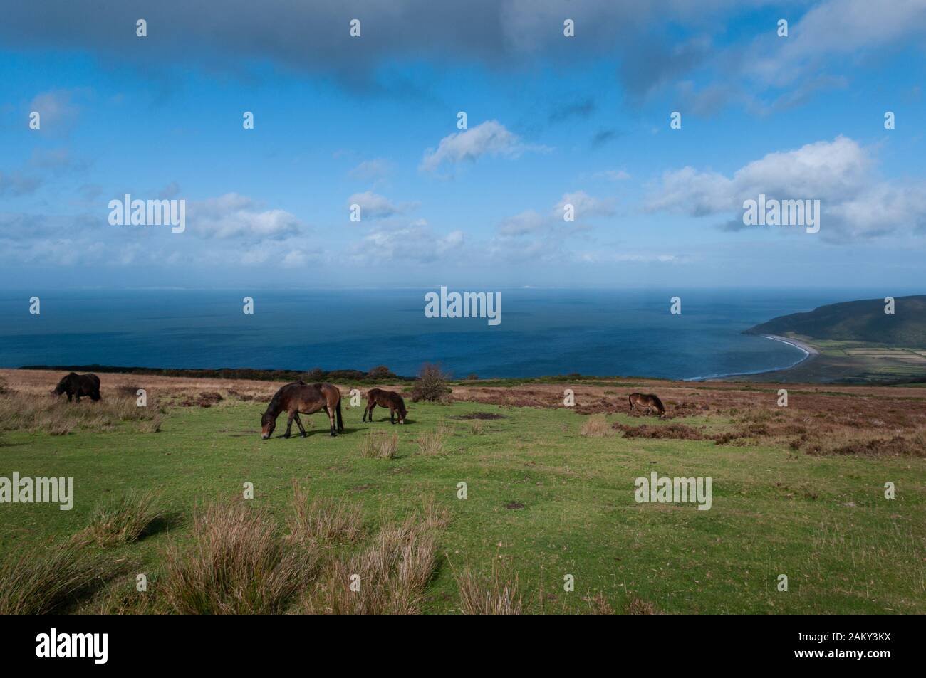 Poneys d'Exmoor sauvage au-dessus de la baie de Porlock à Somerset. Banque D'Images Poneys d'Exmoor sauvage au-dessus de la baie de Porlock à Somerset. Banque D'Images