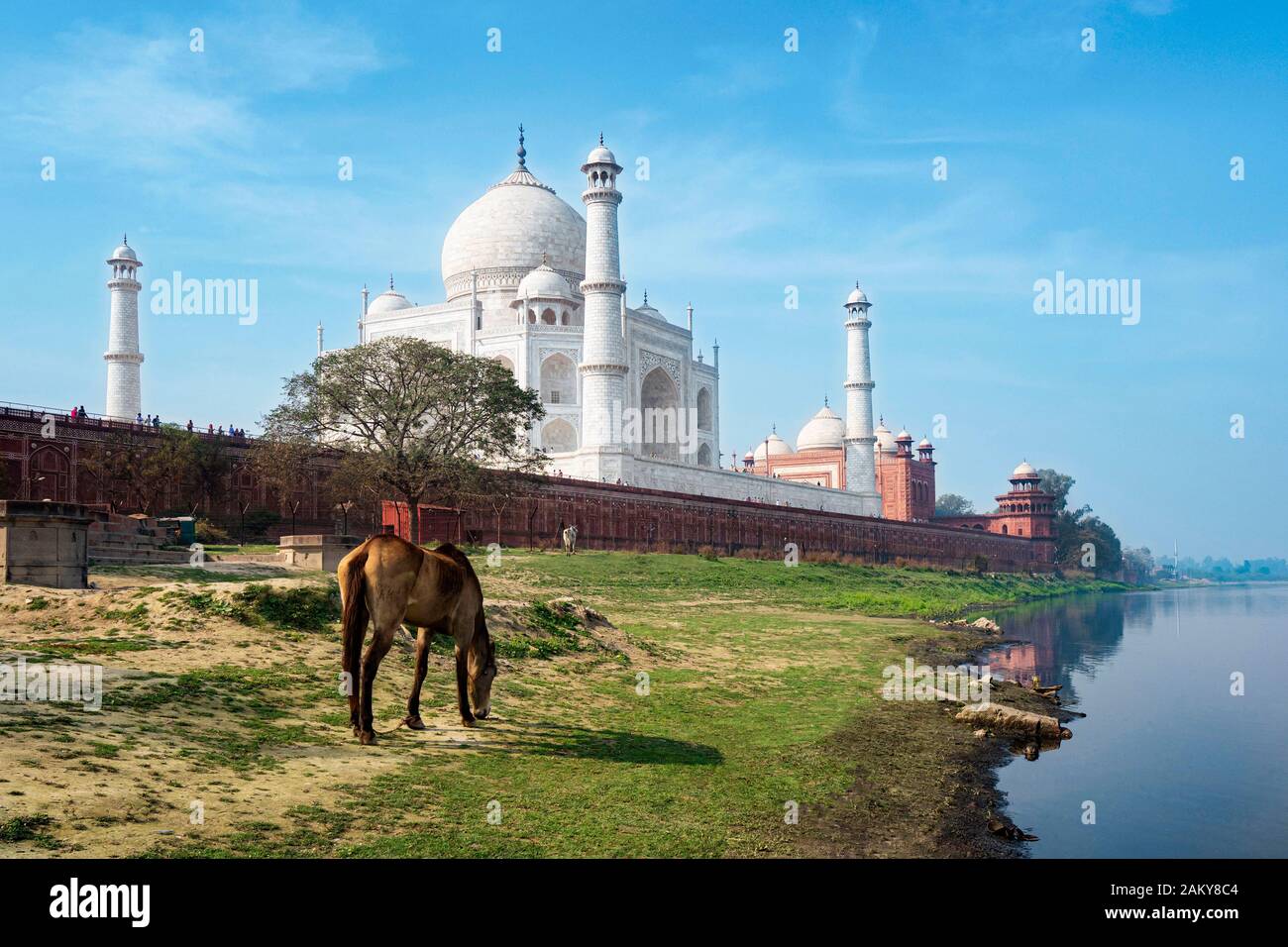 Taj Mahal sur les rives de la rivière Yamuna à Agra, en Inde. Banque D'Images