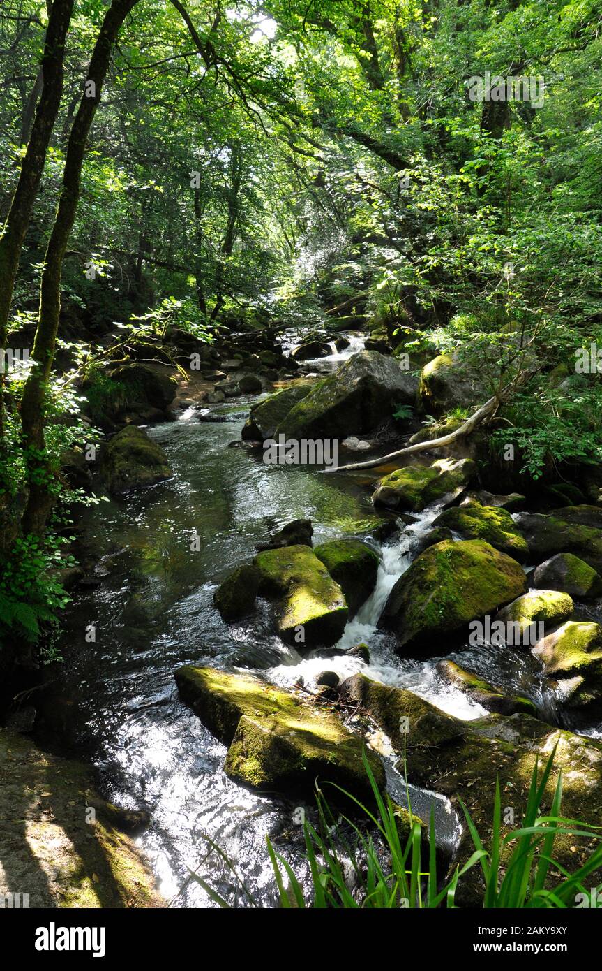 Cascade sur la rivière Fowey aux chutes de Golitha lorsqu'elle traverse l'ancienne forêt de Chêne au bord de la moor de Bodmin à Cornwall.UK Banque D'Images