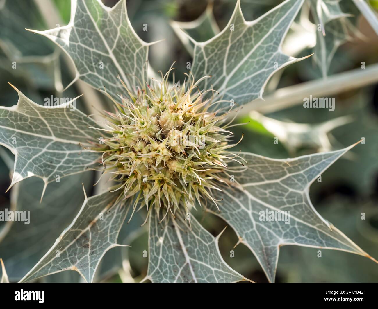 Gros plan du houx de la mer fleurs, également connu sous le nom de eryngium maritinum est une fleur d'espèces indigènes pour la plupart Eryngium côtes Européennes Banque D'Images