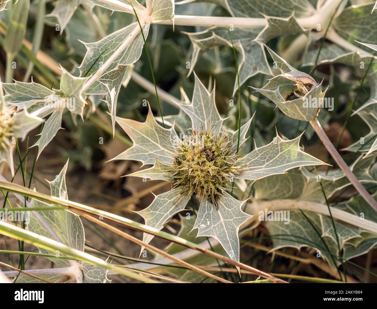 Gros plan du houx de la mer fleurs, également connu sous le nom de eryngium maritinum est une fleur d'espèces indigènes pour la plupart Eryngium côtes Européennes Banque D'Images