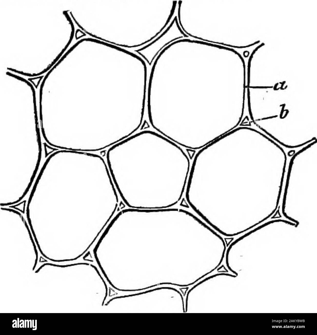 Comment les cultures growA traité sur la composition chimique, la structure, et de la vie de l'usine, pour tous les élèves de l'agriculture .. . N seulement être découvert sur l'expulsion par la chaleur ou de l'autre, et peut être désigné comme l'eau hygroscopique. ofvegetation La quantité d'eau contenue dans l'état frais ou sécher à l'air de la matière végétale est en constante fluctuation avec l'ensemble sonde et la sécheresse de l'atmosphère. 2. Le Gbottp la cellulose, oe amyloïdes.Ce groupe est composé de cellulose, amidon, inuline, dextrine, la gomme, le sucre de canne. Sucre de Fruits et sucre de raisin. Ces organismes, notamment la cellulose et l'amidon, forme fjmb Banque D'Images