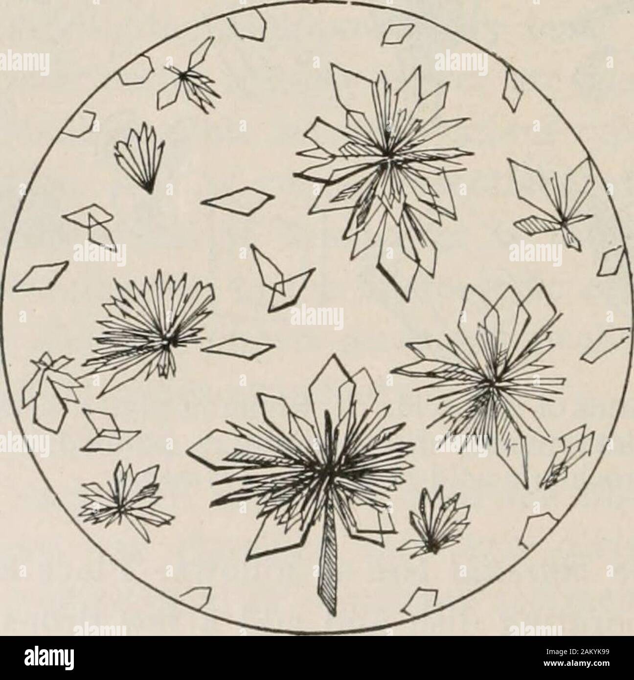 Les méthodes de diagnostic, chimiques, bactériologiques et microscopique, un texte-livre pour les étudiants et les praticiens . Fig. 93.-acide, l'urate de sodium. {Hawk.) amorphous granulés d'une couleur brunâtre ou rose. L'occasion, être sedimentmay cristalline distinctement, sous forme de cristaux prismatiques de l'aiguille, comme whichare regroupés en étoile, en forme de ventilateur ou dumb-bell-Hke clusters.. Fig. 94.-Xanthin. {Hawk.) (3). L'urate acide de potassium (CSH3KN4O3). Cette substance se produit seulement comme un dépôt amorphe granulaire. Owingto sa plus grande solubilité, il ne forme pas aussi grand un montant de la brique-dustdeposit tout comme le sodi Banque D'Images